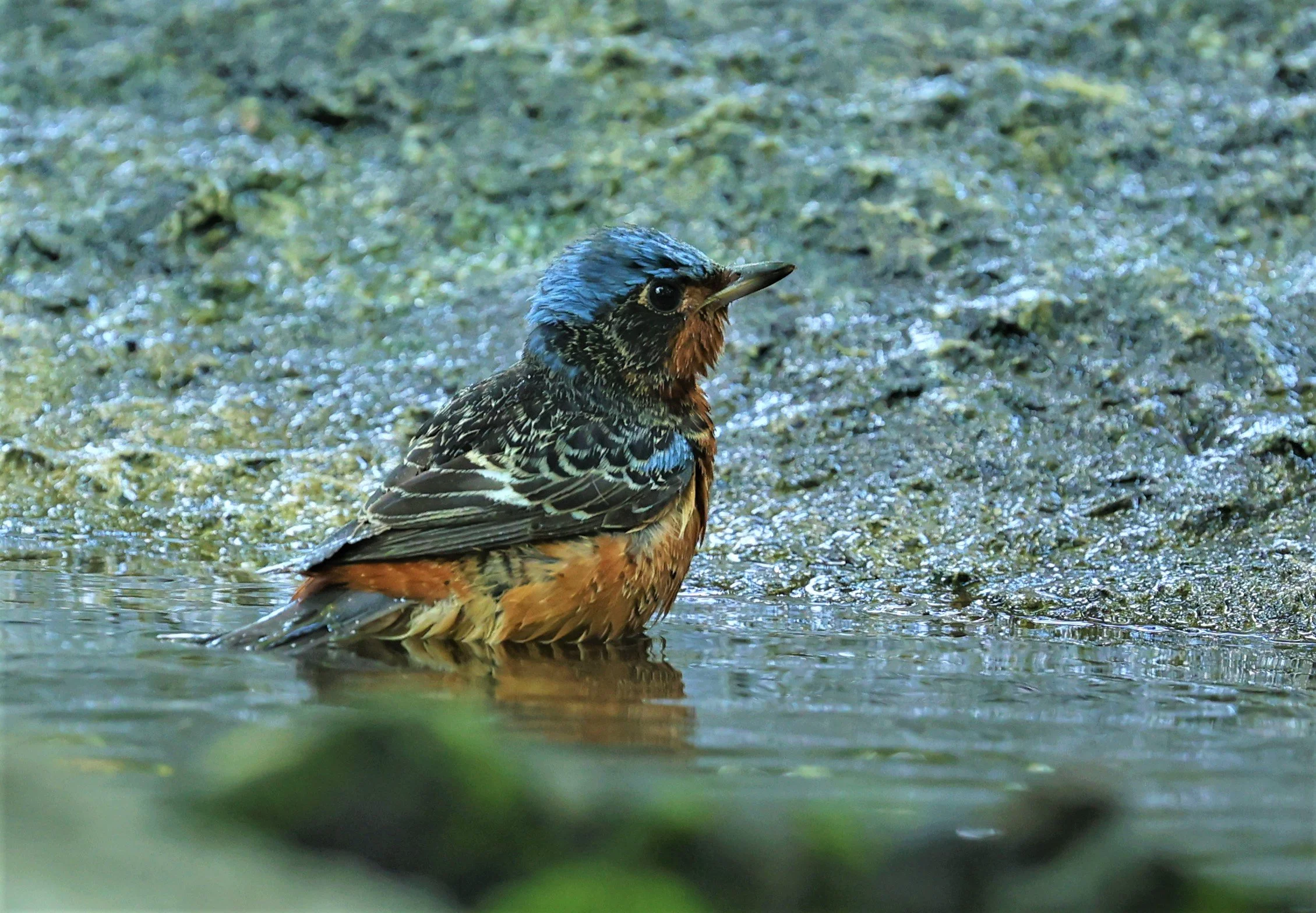 ROCK-THRUSH - WHITE-THROATED ROCK-THRUSH - Monticola gularis - WAT THAM PRATHUM CHONBURI March 2022 (72).jpg