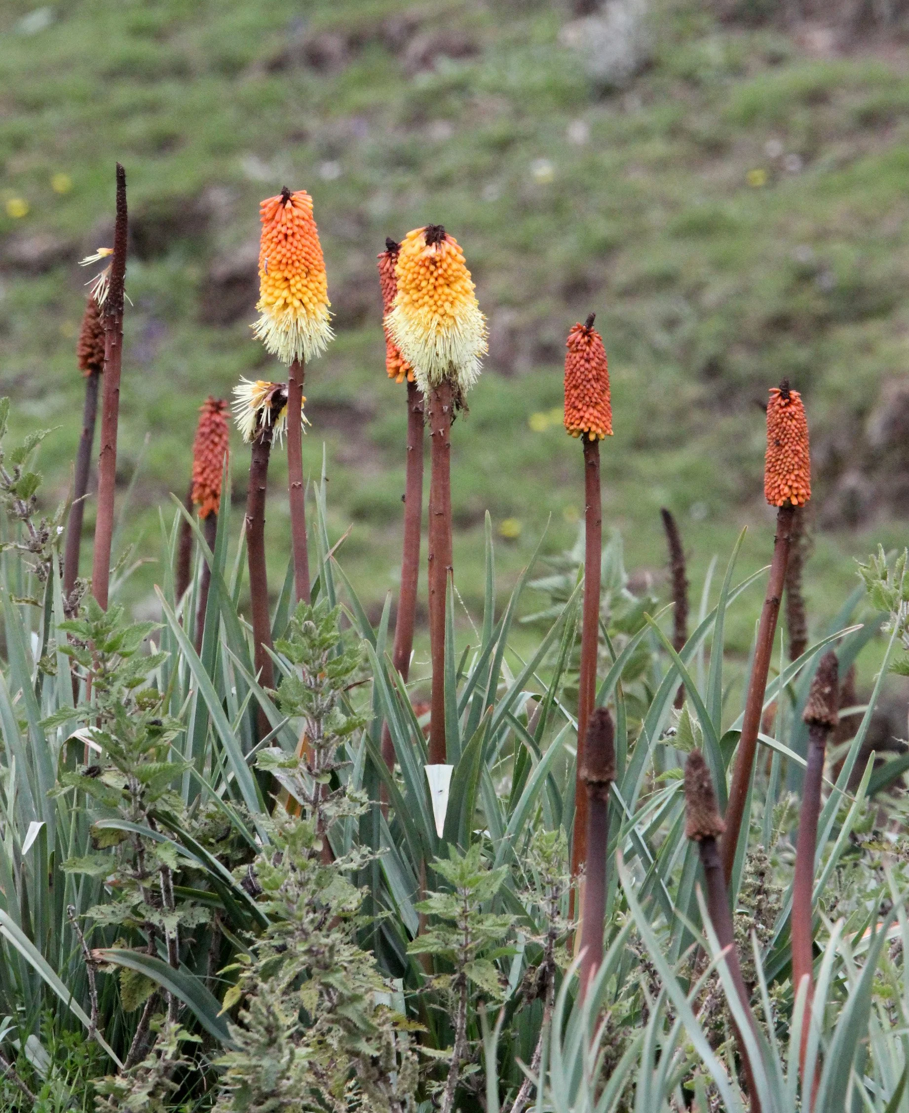 BALE MOUNTAINS NATIONAL PARK ETHIOPIA (89).JPG