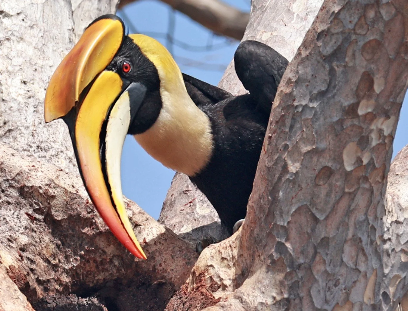 Great hornbill (Buceros bicornis) Pak Chong Mu Si Municipality Feb 2026 (70).jpg