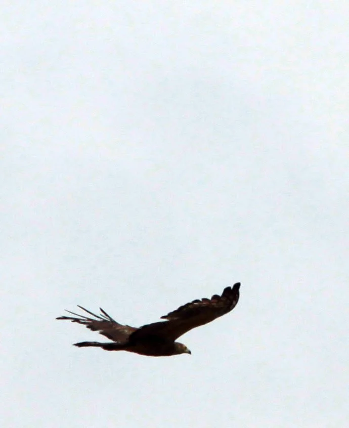 Polyboroides typus - AFRICAN HARRIER HAWK - DZANGA BAI DZANGA NDOKI NATIONAL PARK CENTRAL AFRICAN REPUBLIC.JPG