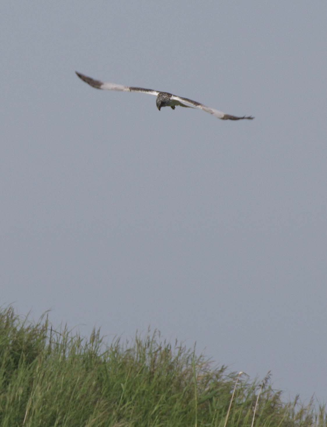 Circus spilonotus - EASTERN MARSH HARRIER - SELENGA DELTA LAKE BAIKAL RUSSIA (5).jpg