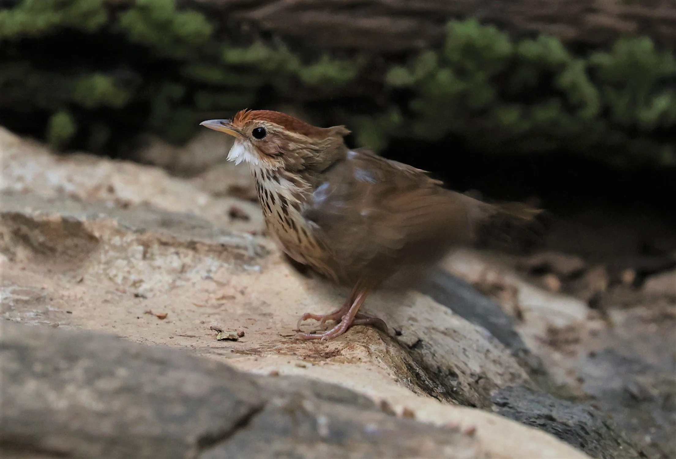 BABBLER - PUFF-THROATED BABBLER - Pellorneum ruficeps - SRI SATCHANALAI NP MANAO WATERHOLE MAY 1 2022 (1).jpg