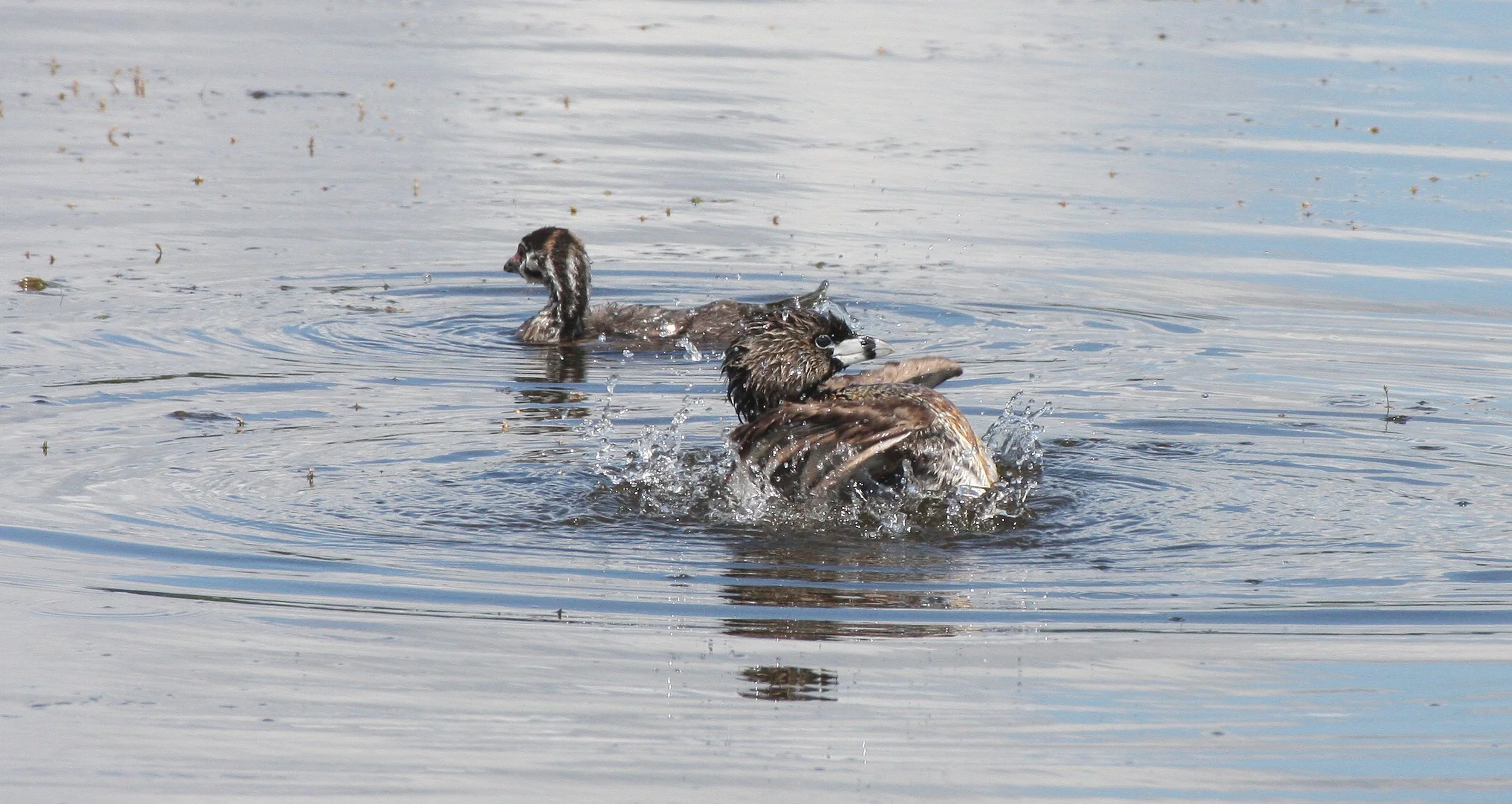 Pied-billed Grebe (Podilymbus podiceps) Ridgefield NWR Washington (46).JPG