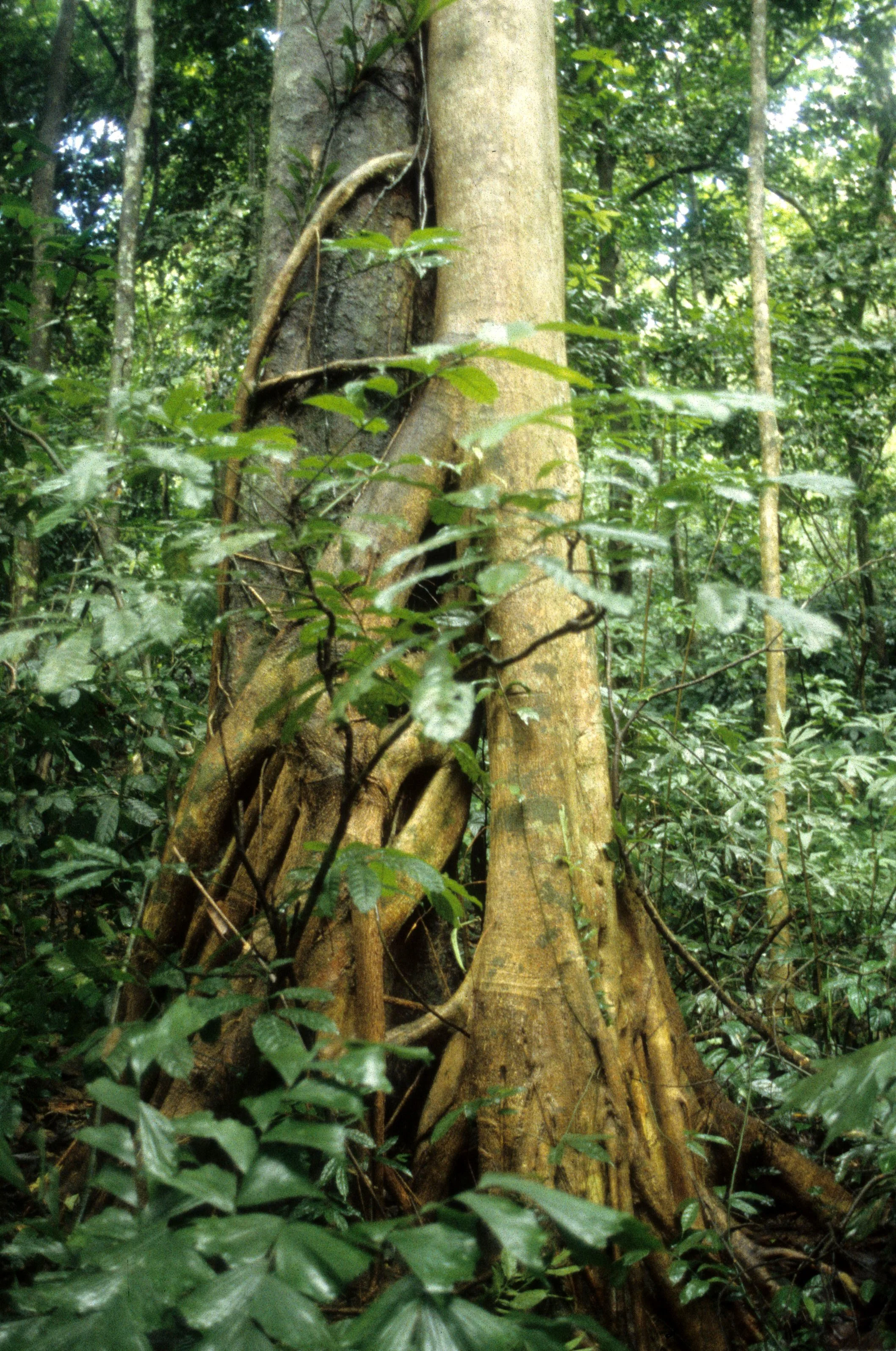 CUC PHUONG NATIONAL PARK - 1994 (17).jpg