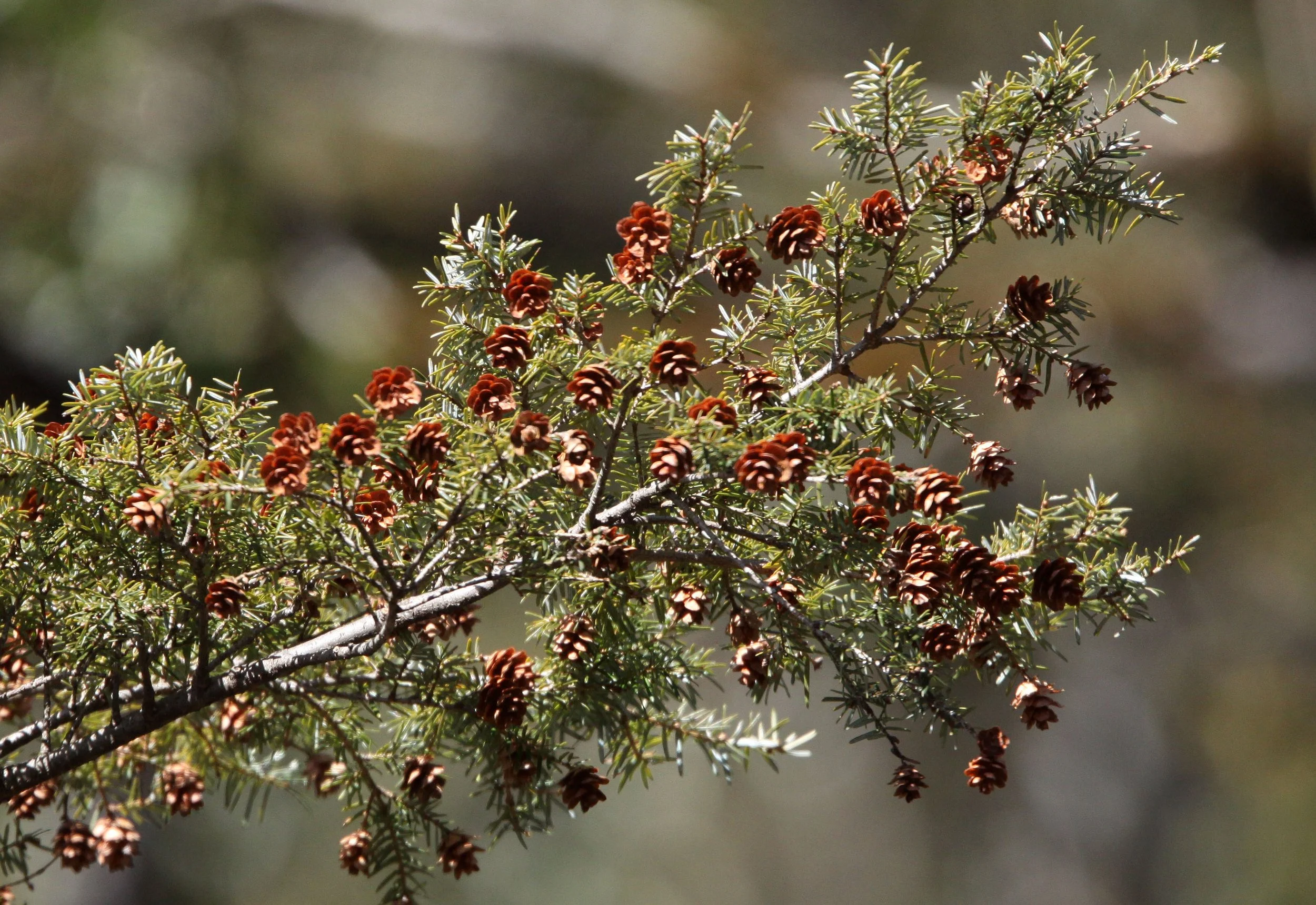 YUNNAN - BAIMA SNOW MOUNTAIN RESERVE - CONIFER SPECIES (2).JPG