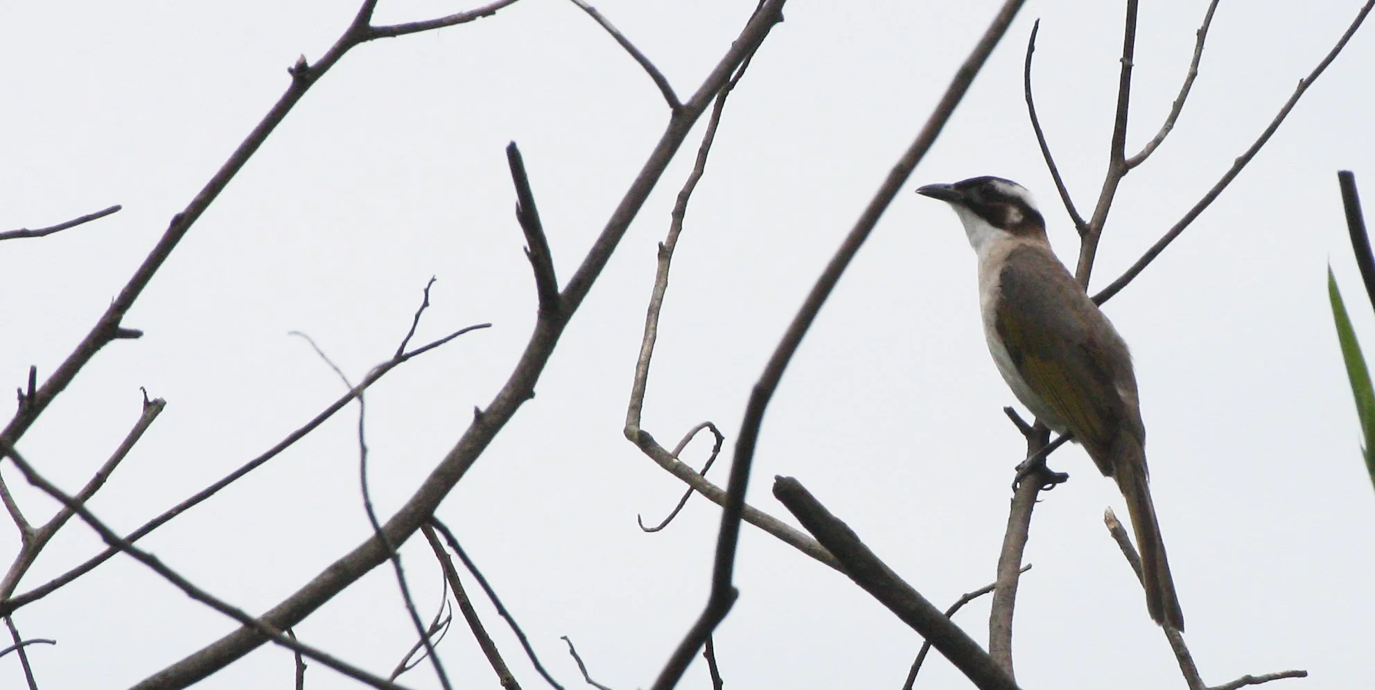 Styan's Bulbul (Pycnonotus taivanus) Taipei China (7).JPG