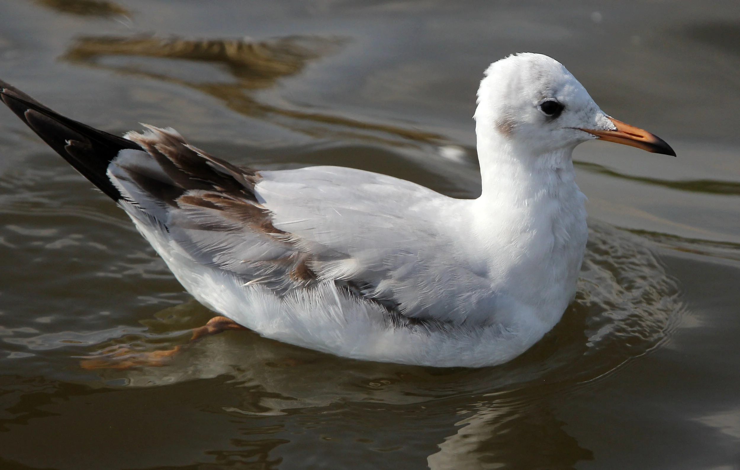 GULL - BROWN HEADED GULL - Larus brunnicephalus - BANG PU NATURE RESERVE THAILAND (52).JPG
