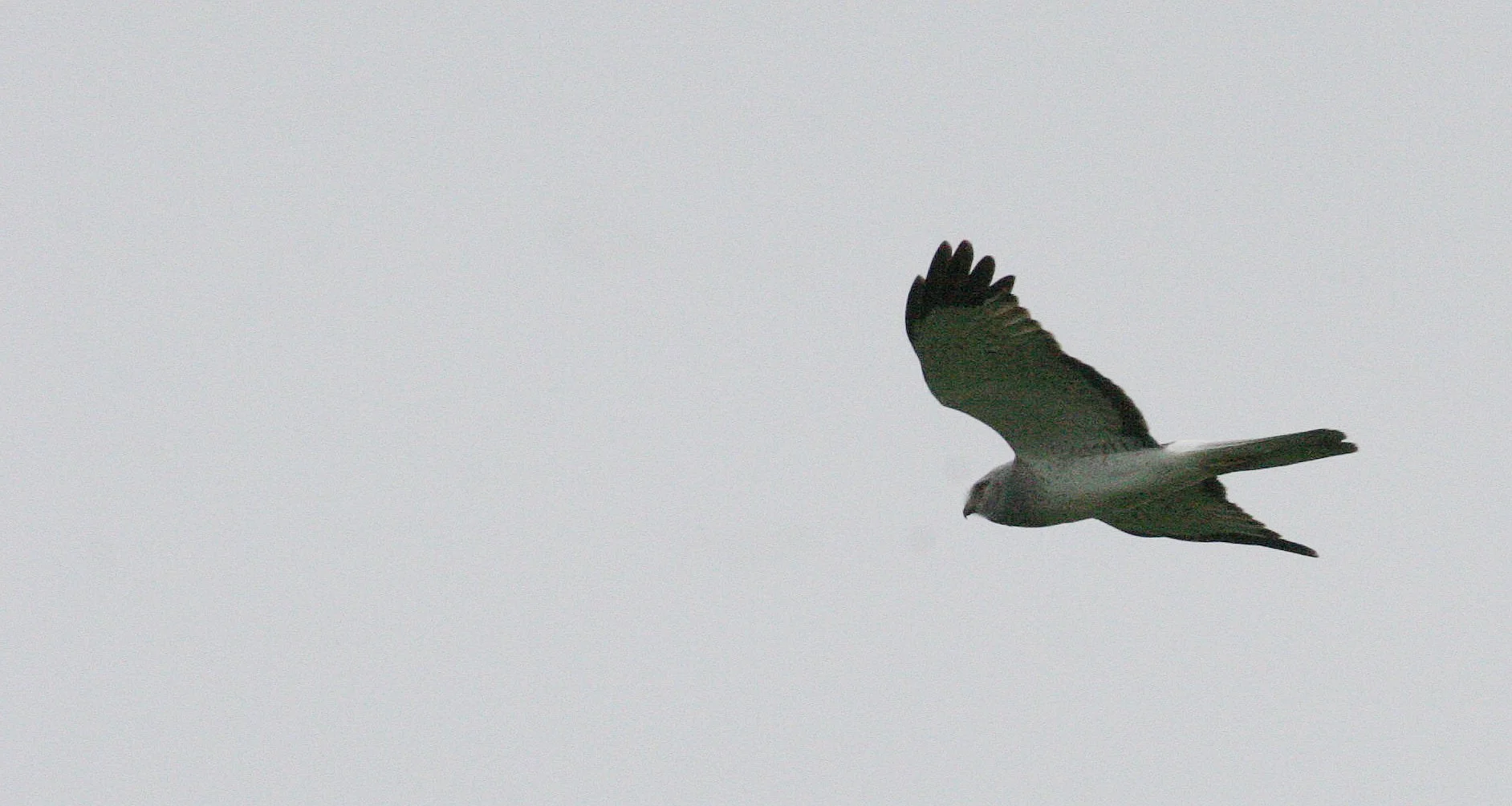 BIRD - HAWK - NORTHERN HARRIER - JAMESTOWN WASHINGTON (13).JPG