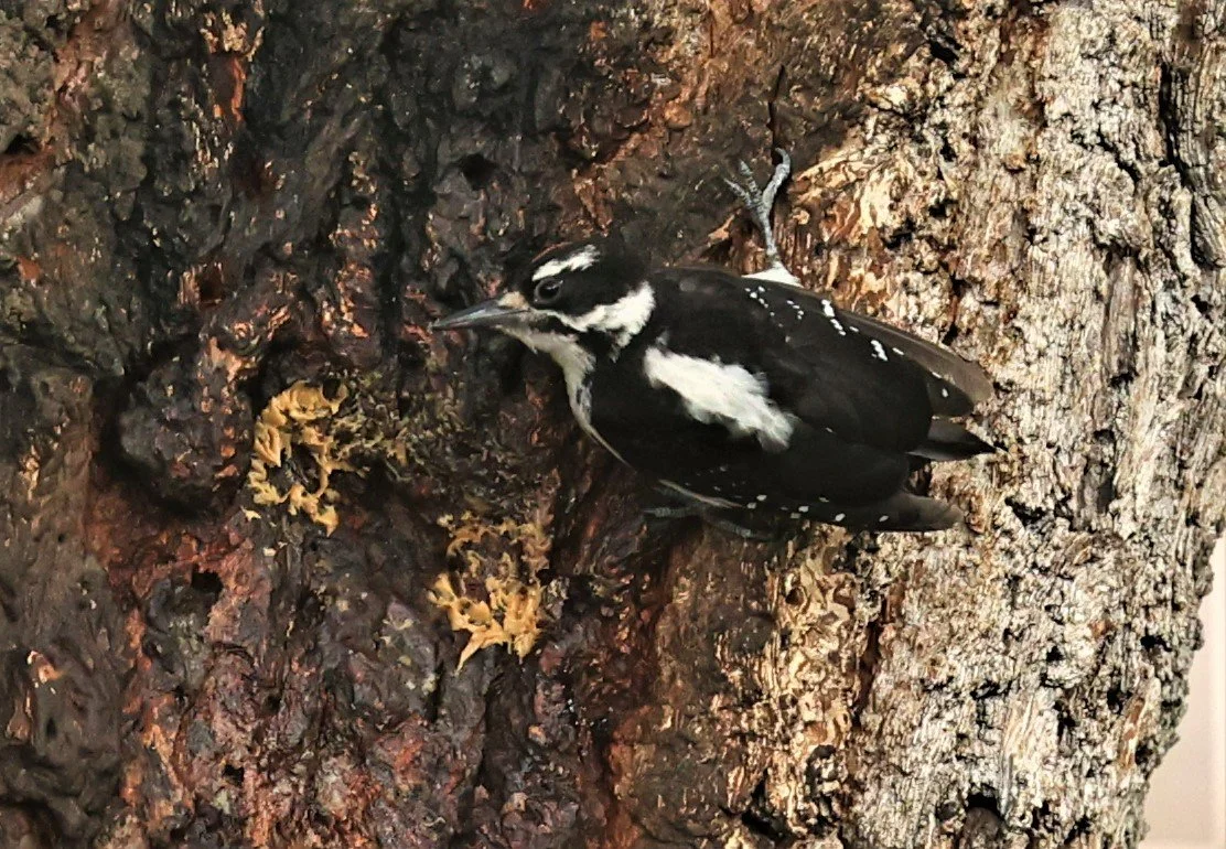 Leuconotopicus villosus - HAIRY WOODPECKER - CAVE CREEK ARIZONA AUGUST 2022 (9).jpg