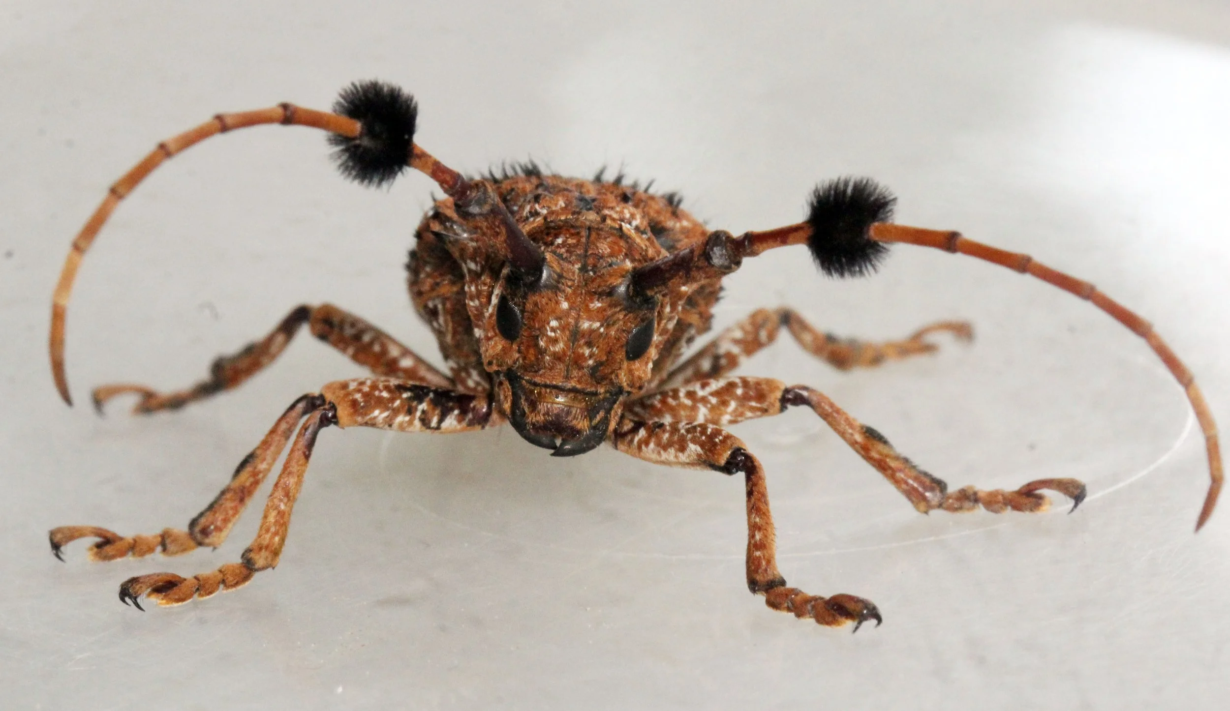 Aristobia freneyi - Lampang, Thailand (14).JPG