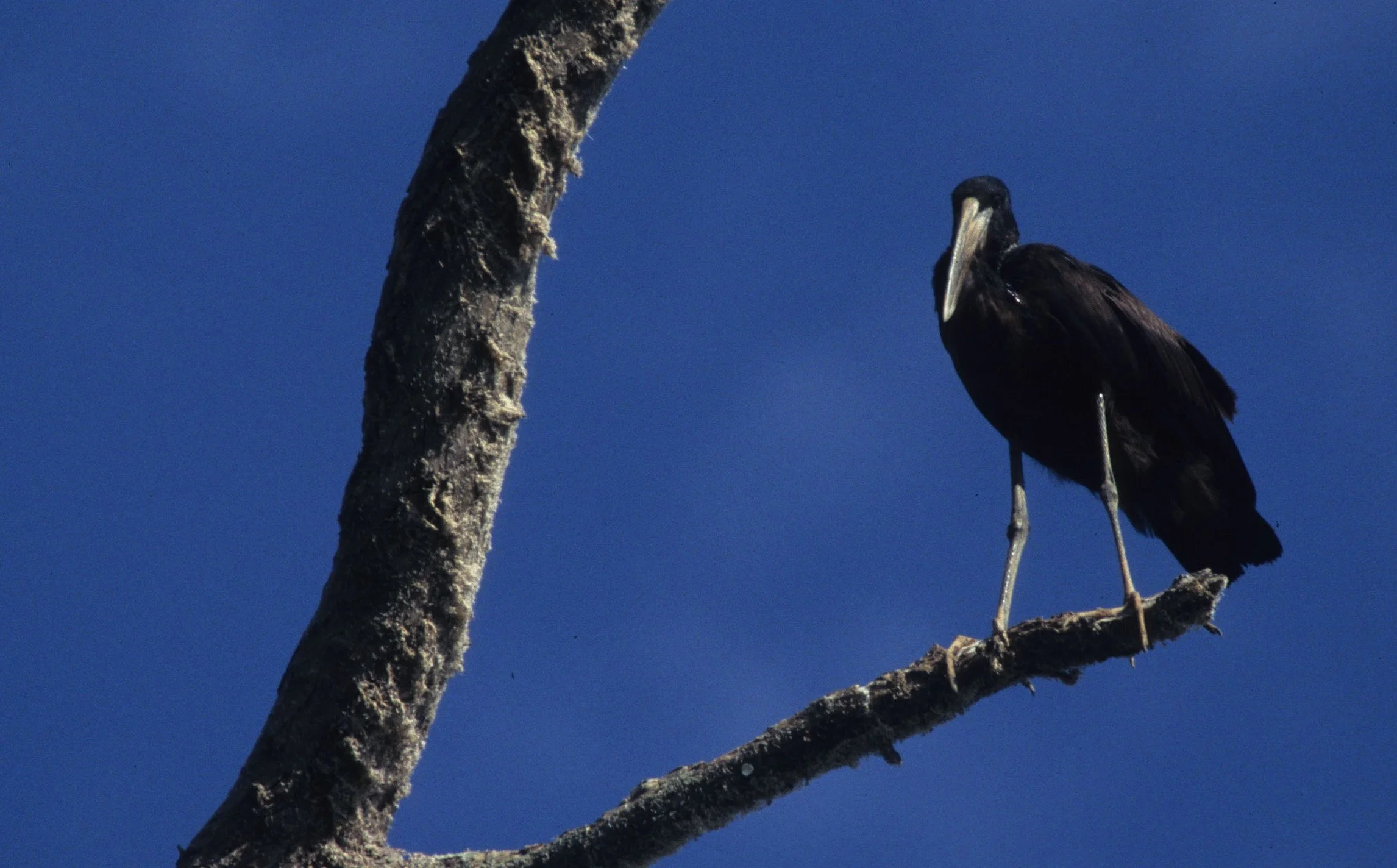 BIRDS - STORK - AFRICAN OPENBILLED - UGANDA BE.jpg