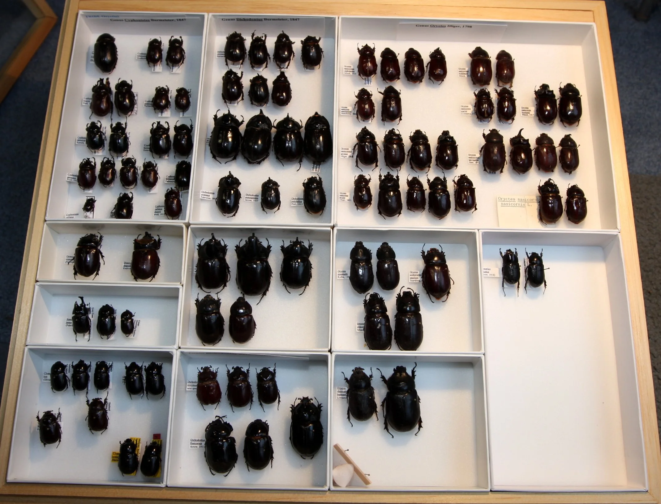 Dynastinae Oryctini.JPG