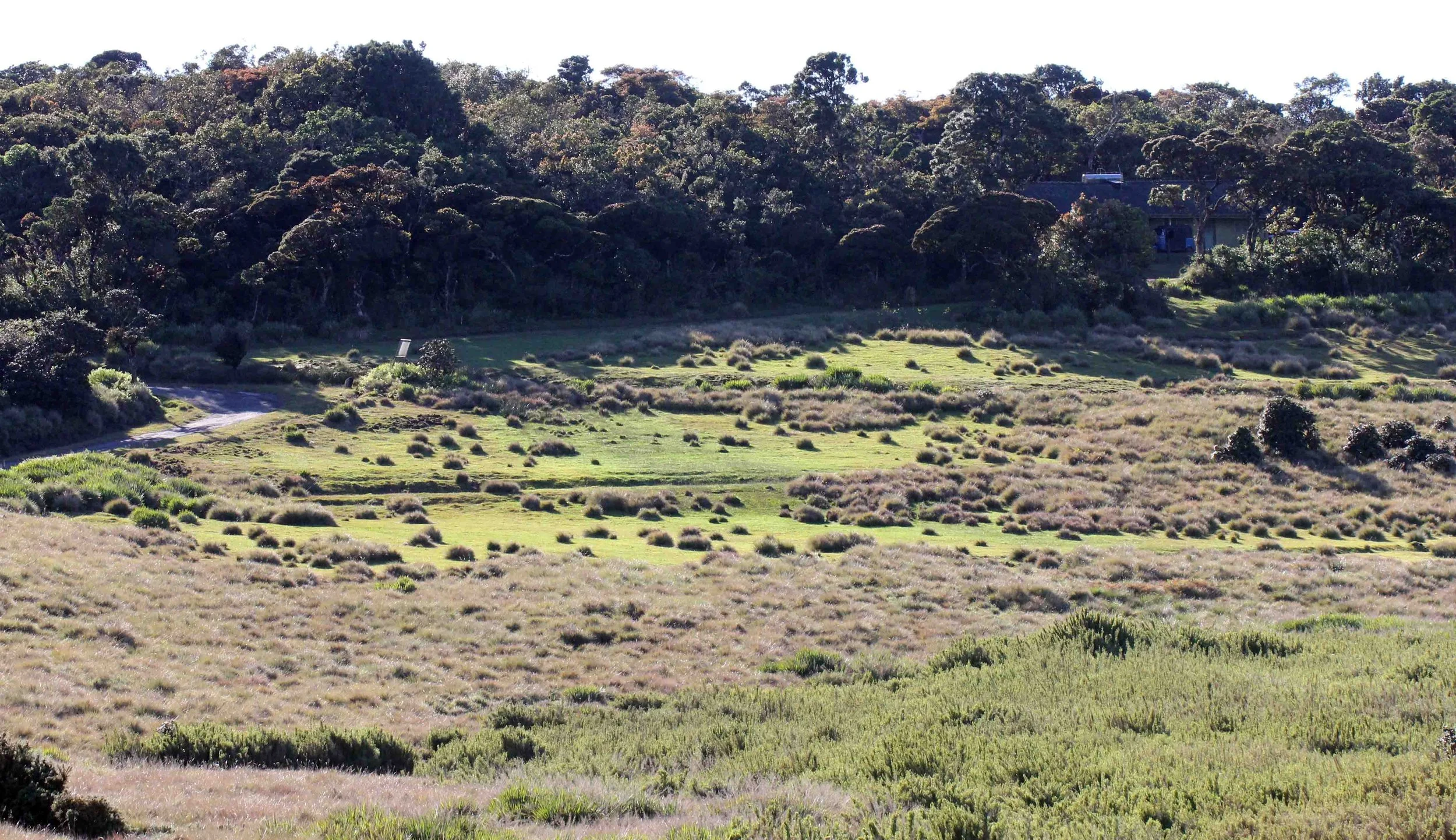 NUWARA ELIYA， HORTON PLAINS NATIONAL PARK,  SRI LANKA (27).JPG