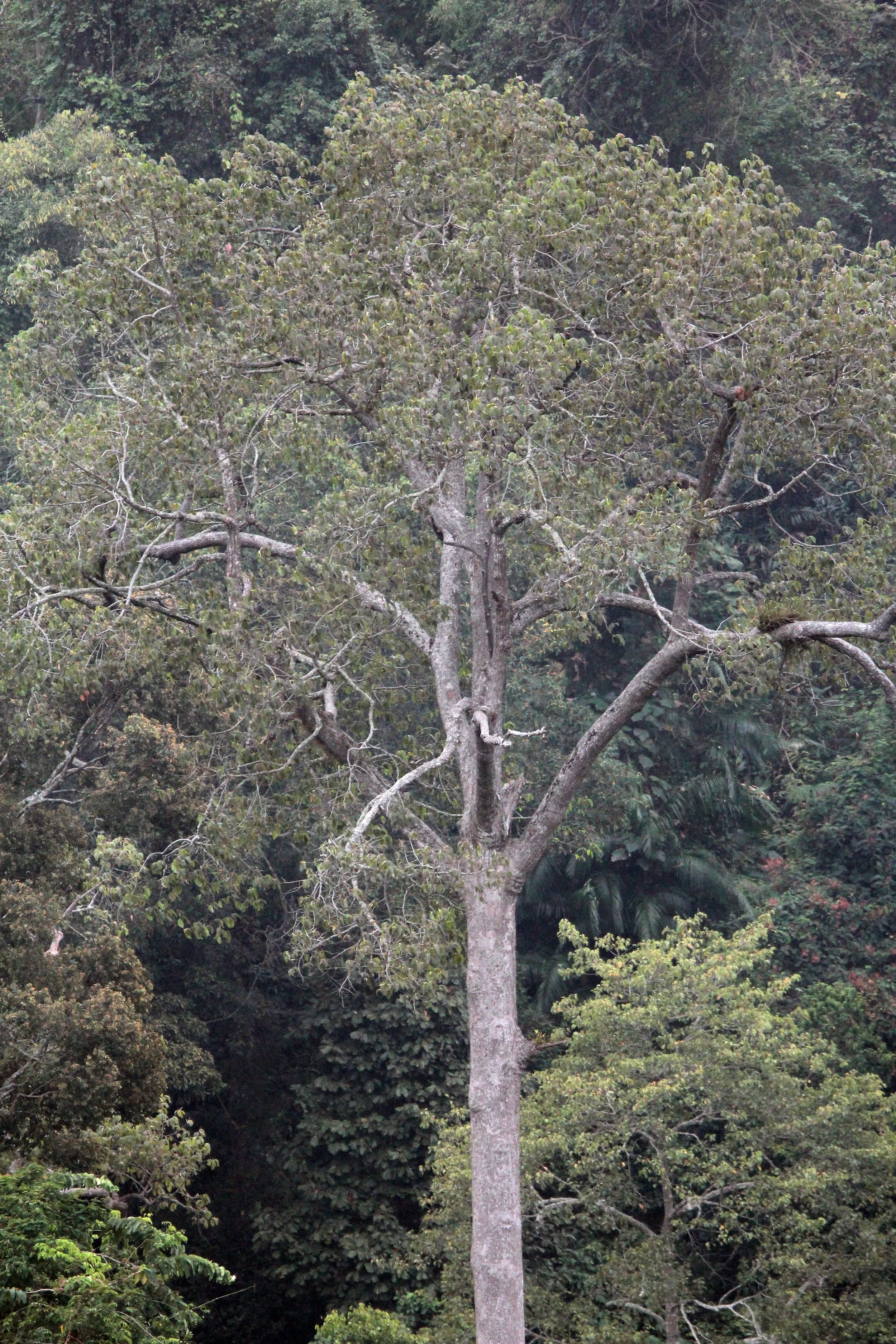 2015 Khao Pang Ma Nonhunting Area (43).JPG