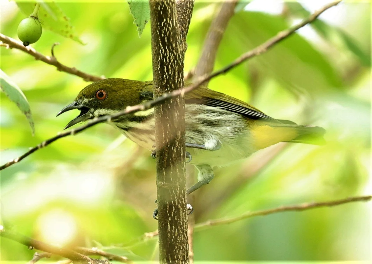 FLOWERPECKER - YELLOW-VENTED FLOWERPECKER - Dicaeum chrysorrheum - KRUNG CHING, KHAO LUANG NP NST, APRIL 2022 (24).jpg