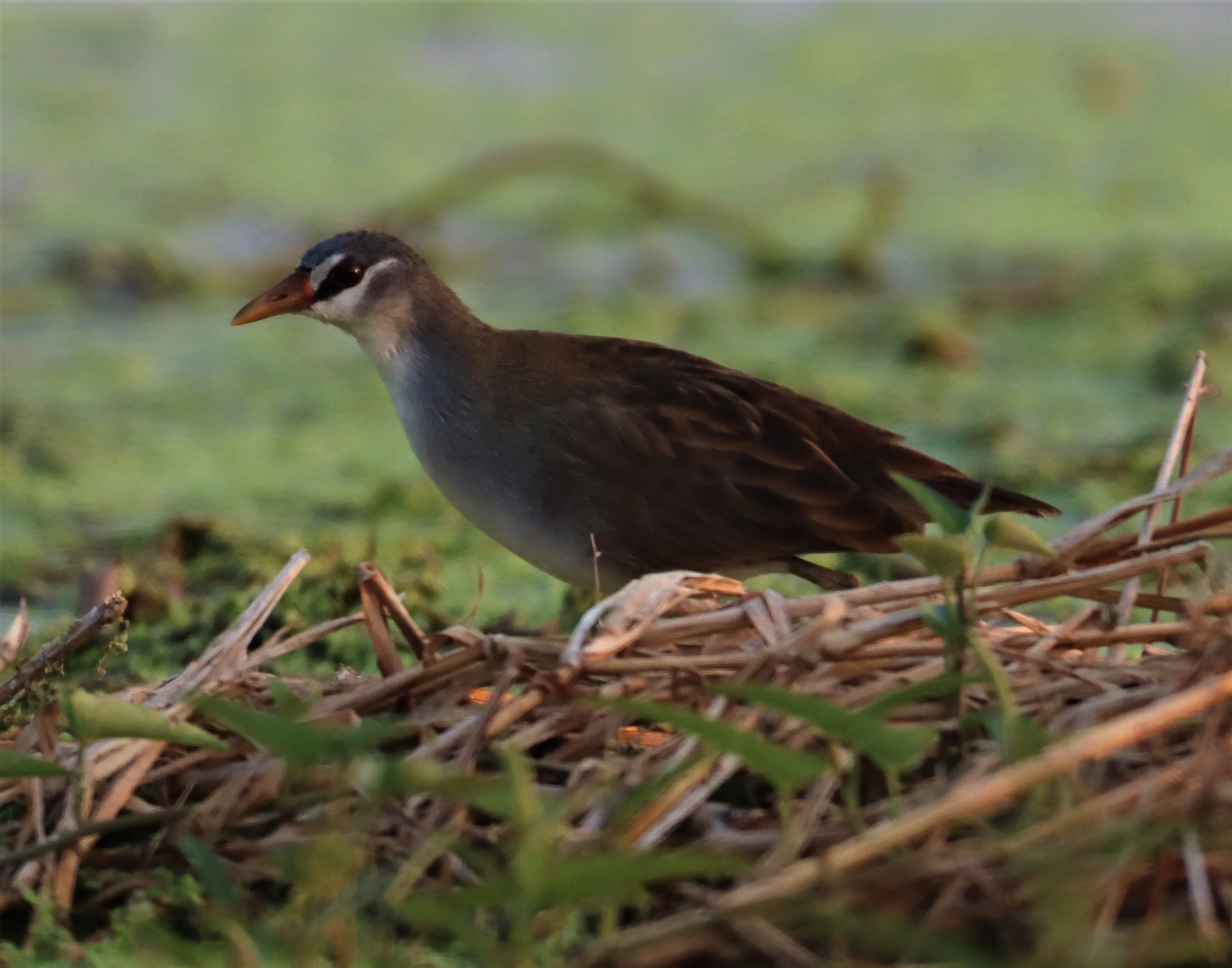 White-browed Crake (Porzana cinerea) Thap Yao Rice Fields Lat Krabang Bangkok (51).jpg