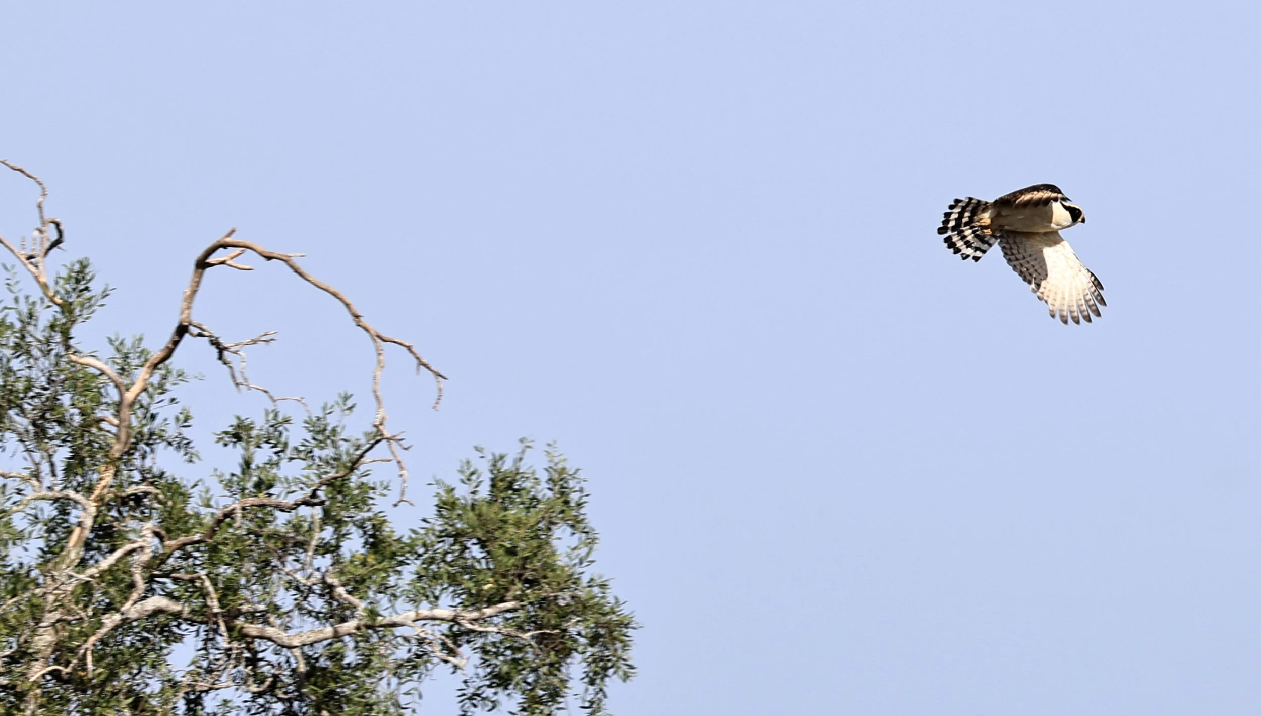 Laughing Falcon (Herpetotheres cachinnans) Reserva Natural Canada el Carmen, Paraguay (3).jpg