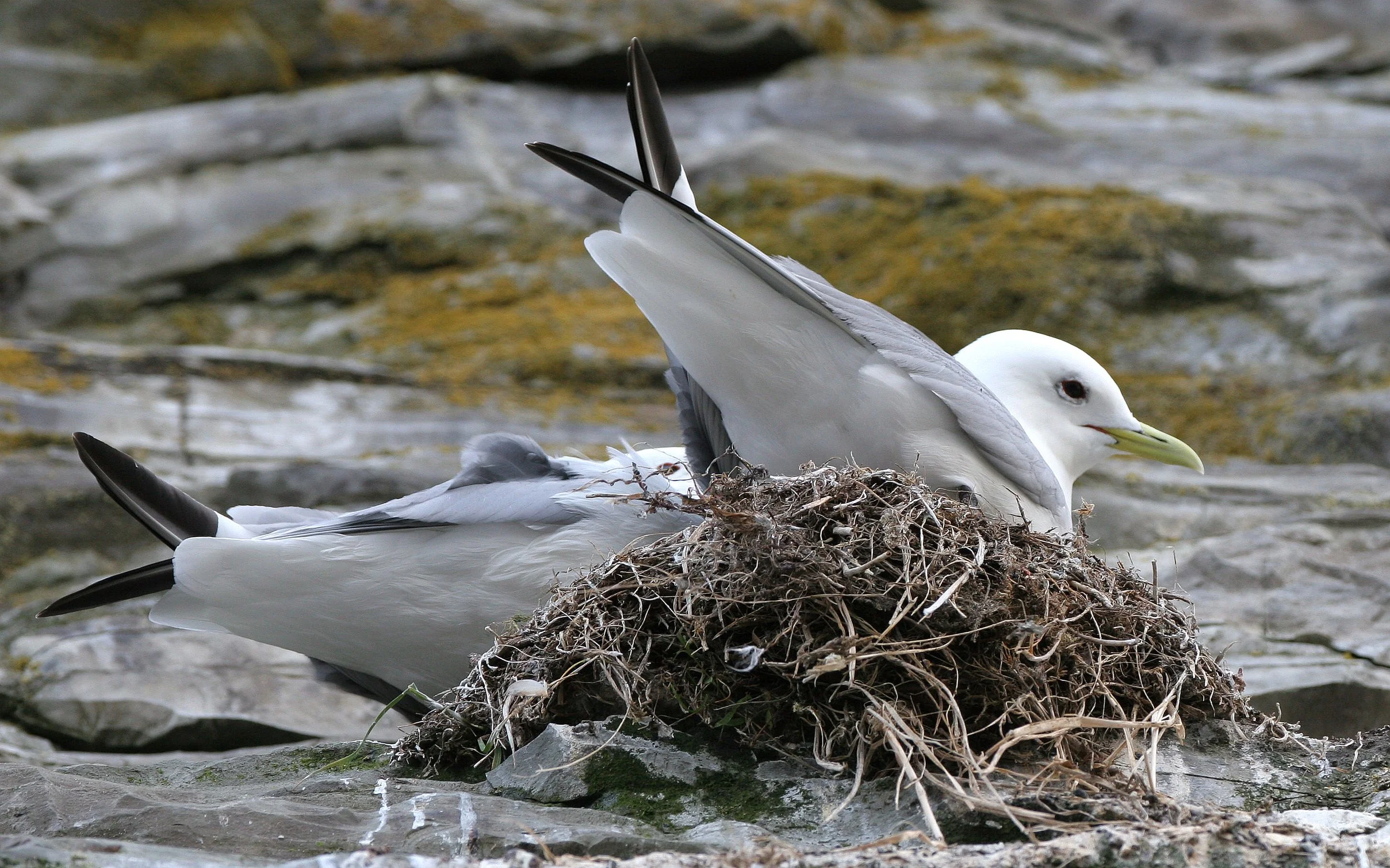 BIRD - KITTIWAKE - RED-LEGGED - ROOKERY IN COMMANDERS.jpg