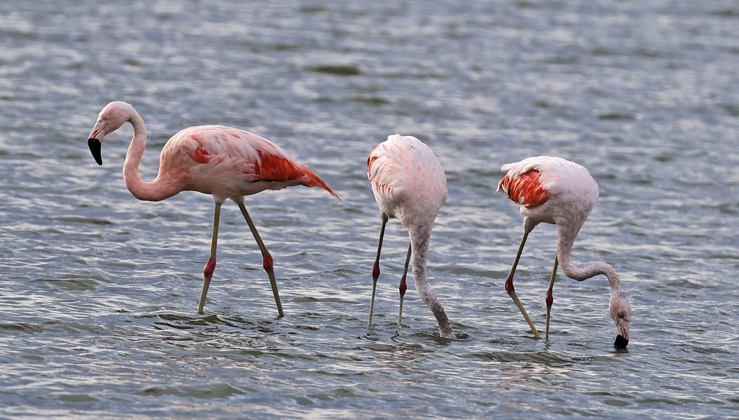 Chilean Flamingo (Phoenicopterus chilensis) Chaco Lodge & Laguna Salada Paraguay (11).jpg