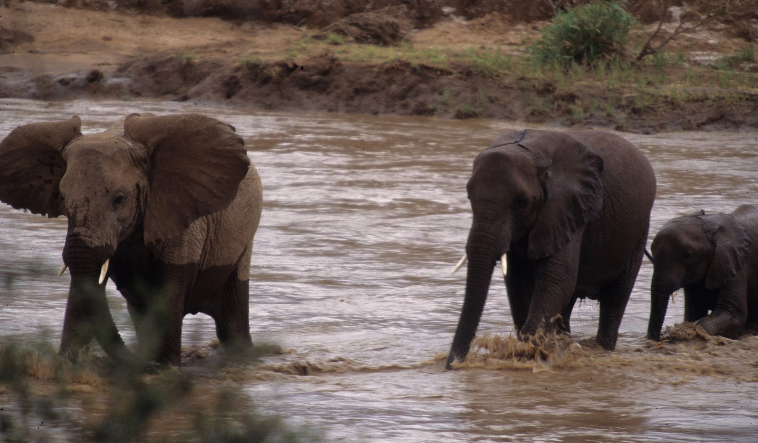 ELEPHANT - SHABA B.jpg