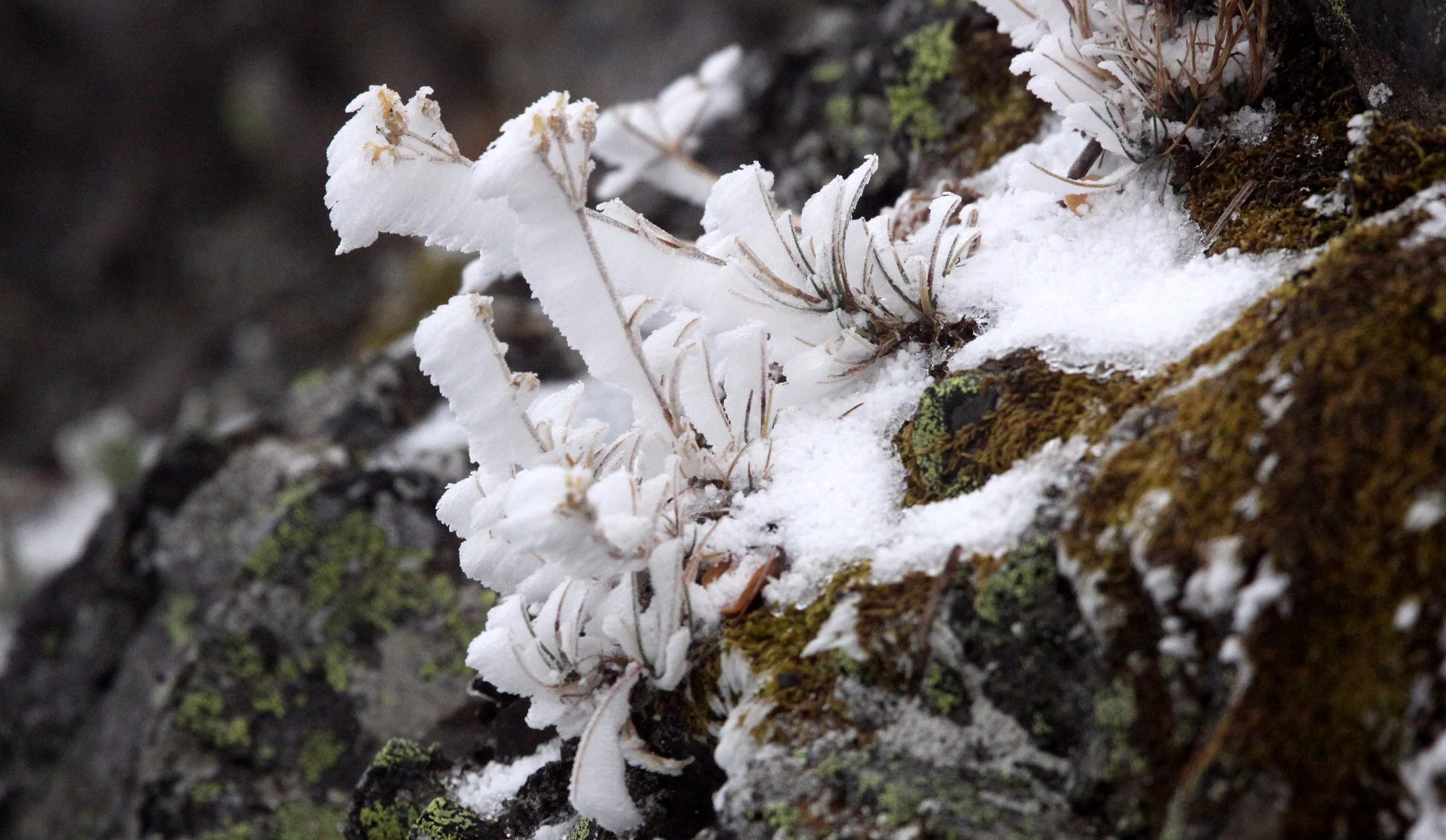 HURRICANE RIDGE - FIRST SNOW OF 2009 (3).JPG