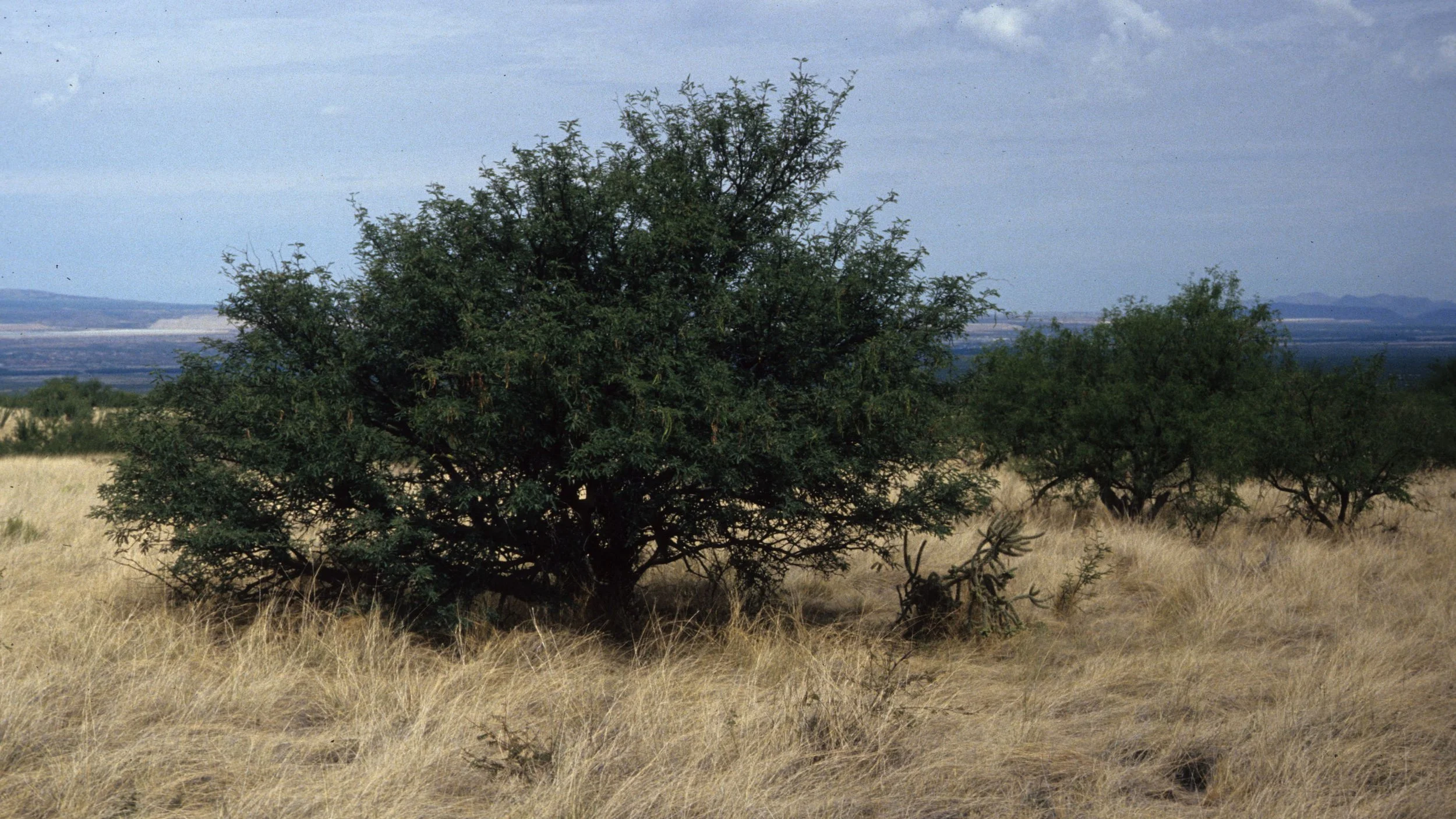 ARIZONA - MADERA CANYON - PROSOPIS JULIFLORA - MESQUITE A.jpg