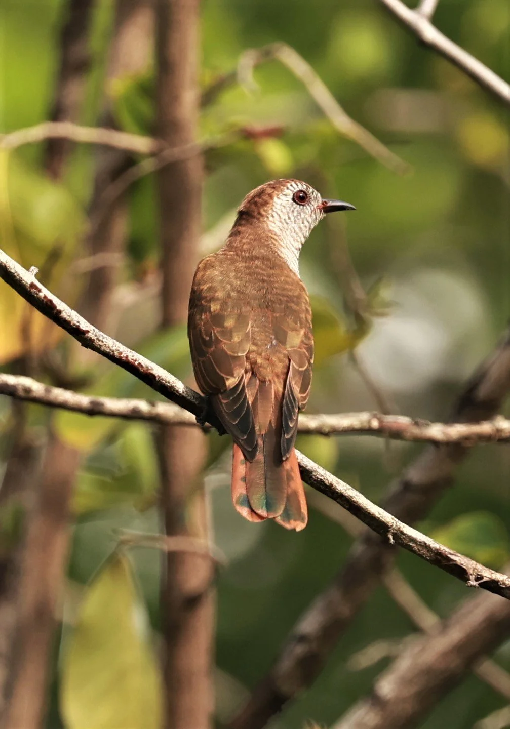 Violet Cuckoo (Chrysococcyx xanthorhynchus) Rama IX Park Bangkok (73).jpg