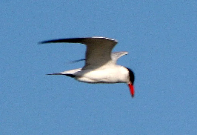 BIRD - TERN - ROYAL - ARANSAS (2).jpg