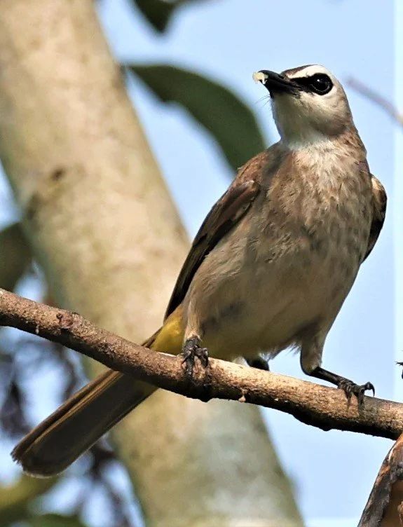 Yellow-vented Bulbul (Pycnonotus (goiavier) analis) Thailand — Coke ...