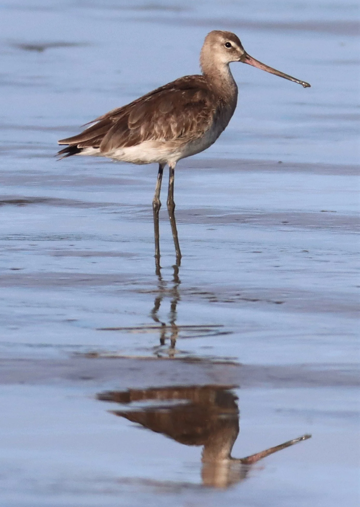 GODWIT - BLACK-TAILED GODWITS - Limosa limosa - Mangrove Forest Research Center Samut Sakorn (25).jpg