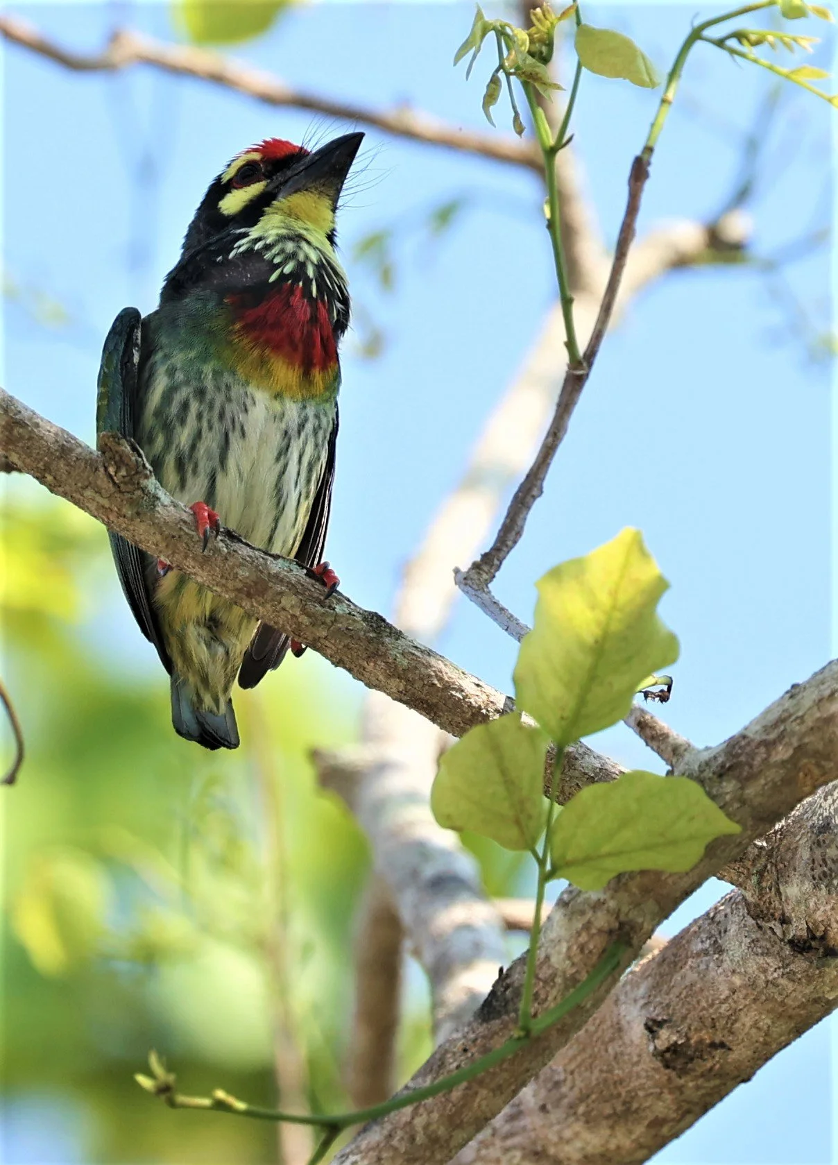 BARBET - COPPERSMITH BARBET - Megalaima haemacephala - KRUNG CHING, KHAO LUANG NP NST, APRIL 2022 (21).jpg