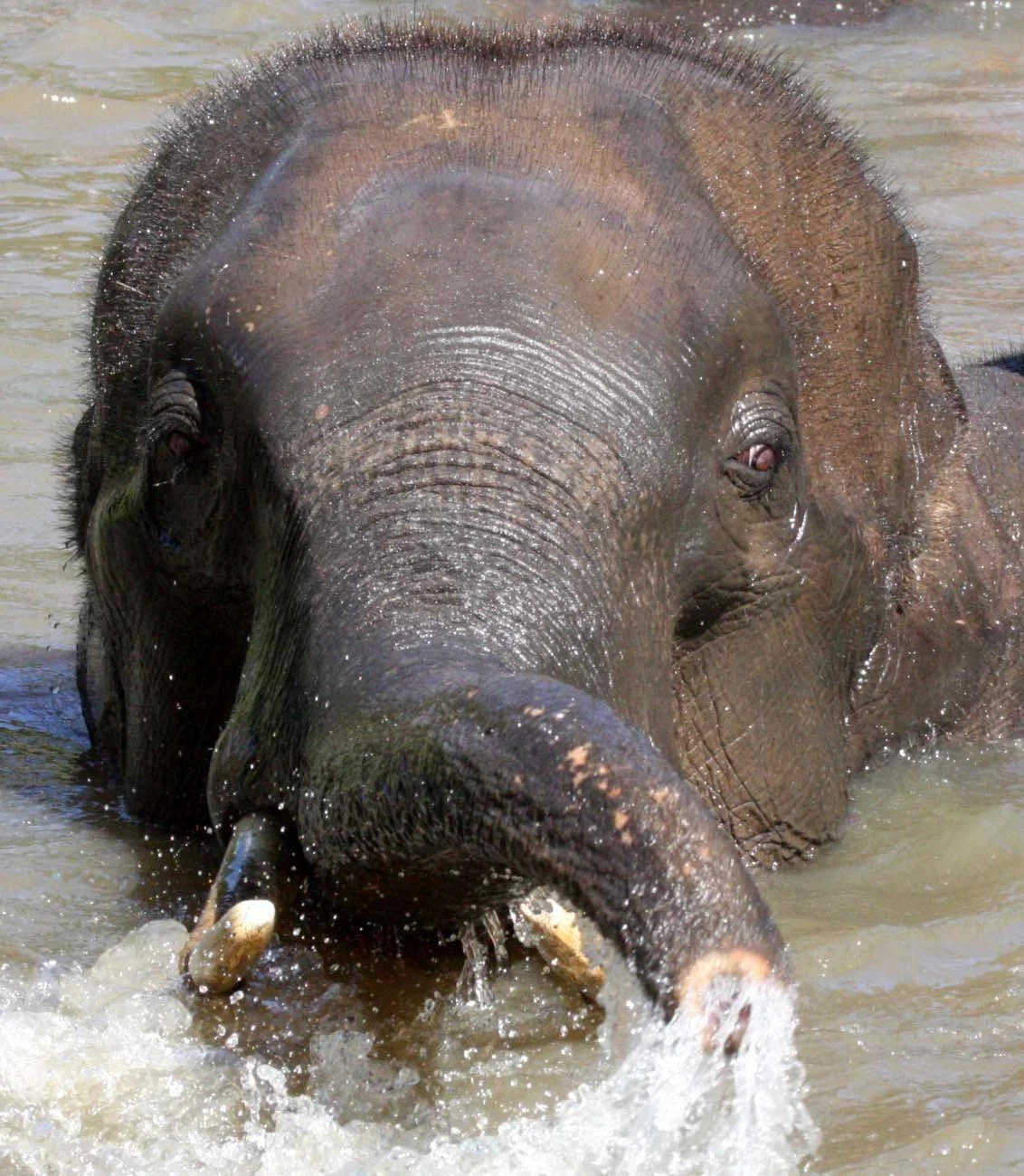 2008 Lampang City & Elephant Center (91).JPG