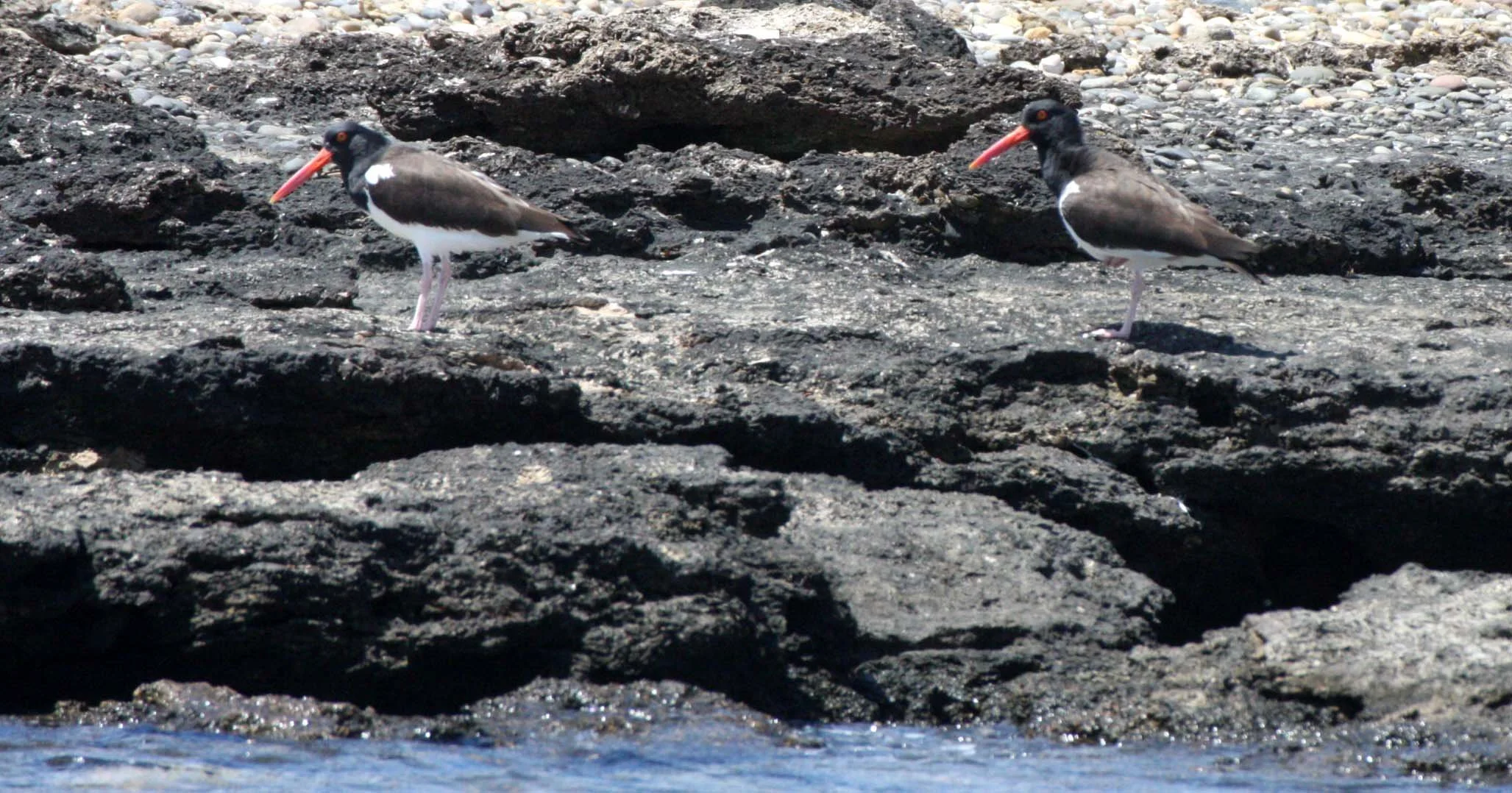 American Oystercatcher (Haematopus palliatus) San Ignacio Lagoon Baja Mexico (10).JPG
