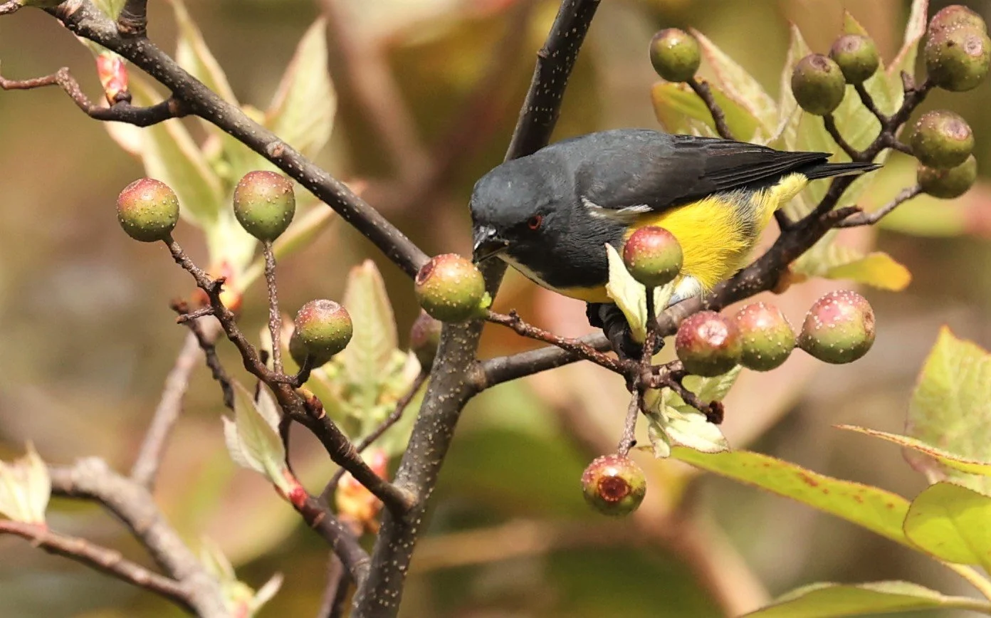 FLOWERPECKER - YELLOW-BELLIED FLOWERPECKER - Dicaeum melanozanthum - DOI INTHANON NP CHIANG MAI, DEC 2021 (46).jpg