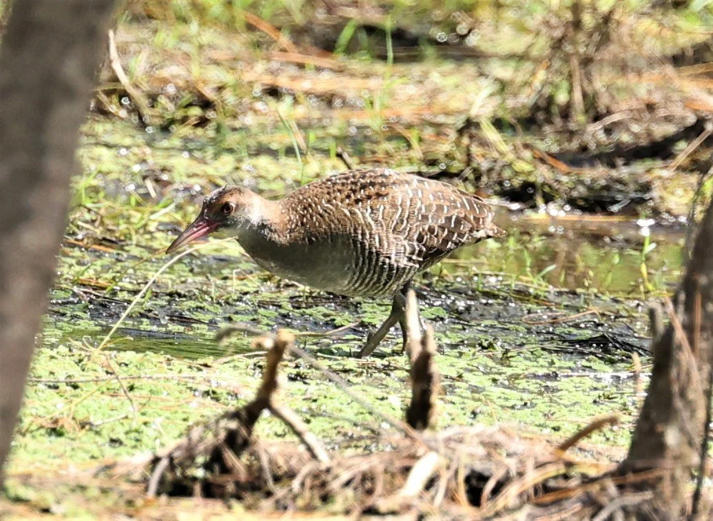 Slaty-breasted Rail (Gallirallus striatus) Khao Sam Roi Yod Wetlands Thailand (49).JPG