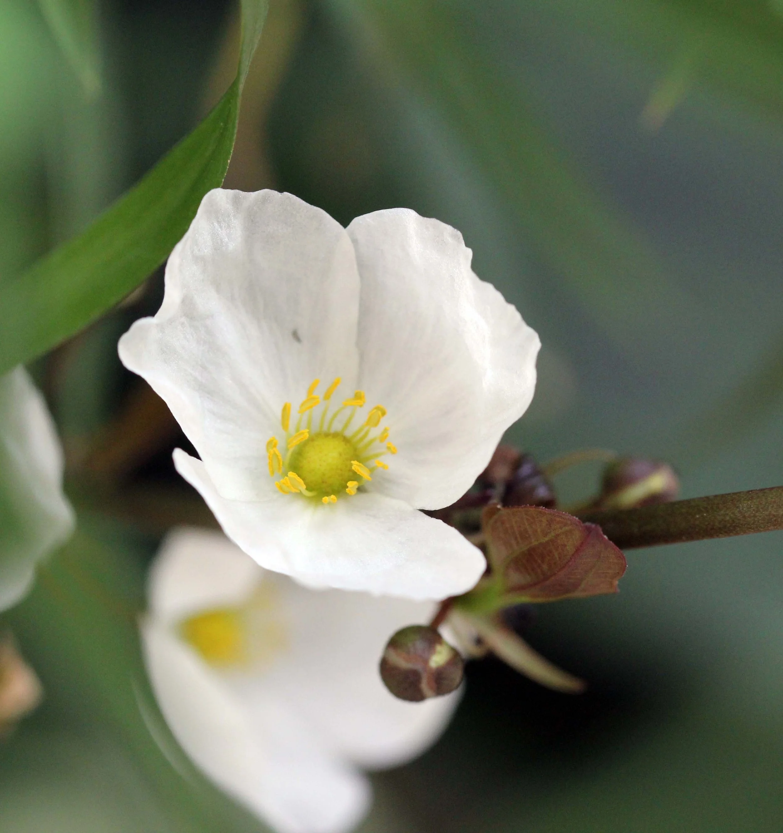 2013 Nonthaburi Setthasiri House and Nonthaburi Neighborhood (218).JPG
