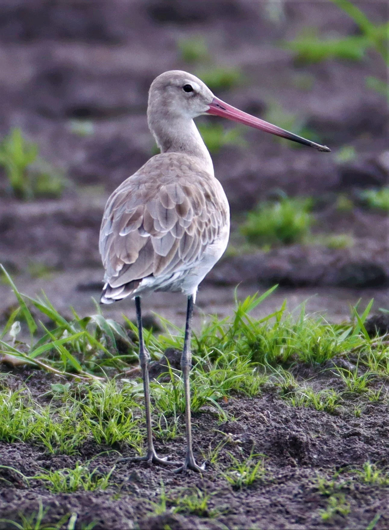 GODWIT - BLACK-TAILED GODWIT - Limosa limosa - BANG KHAEM NAKHON PATHOM (18).jpg