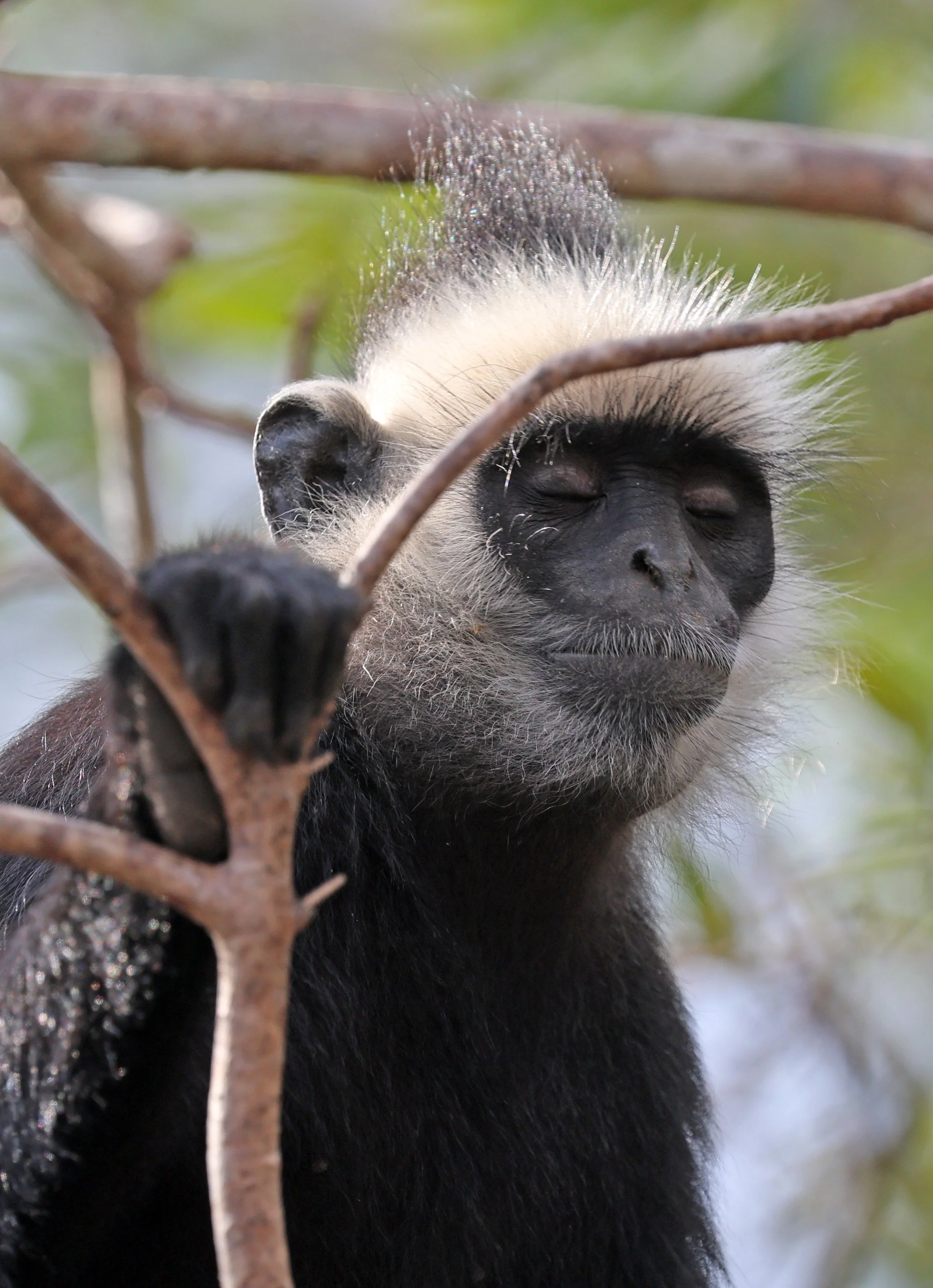 Laotian Langur or White-browed Black Langur (Trachypithecus laotum) The Rock Viewpoint, Khammouane Province Laos (275).jpg