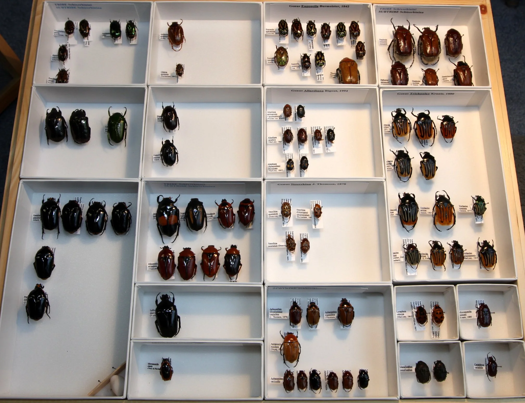 Cetoniinae 5 – Schizorhinini – Australia, Pacific Islands cetoniinae.JPG