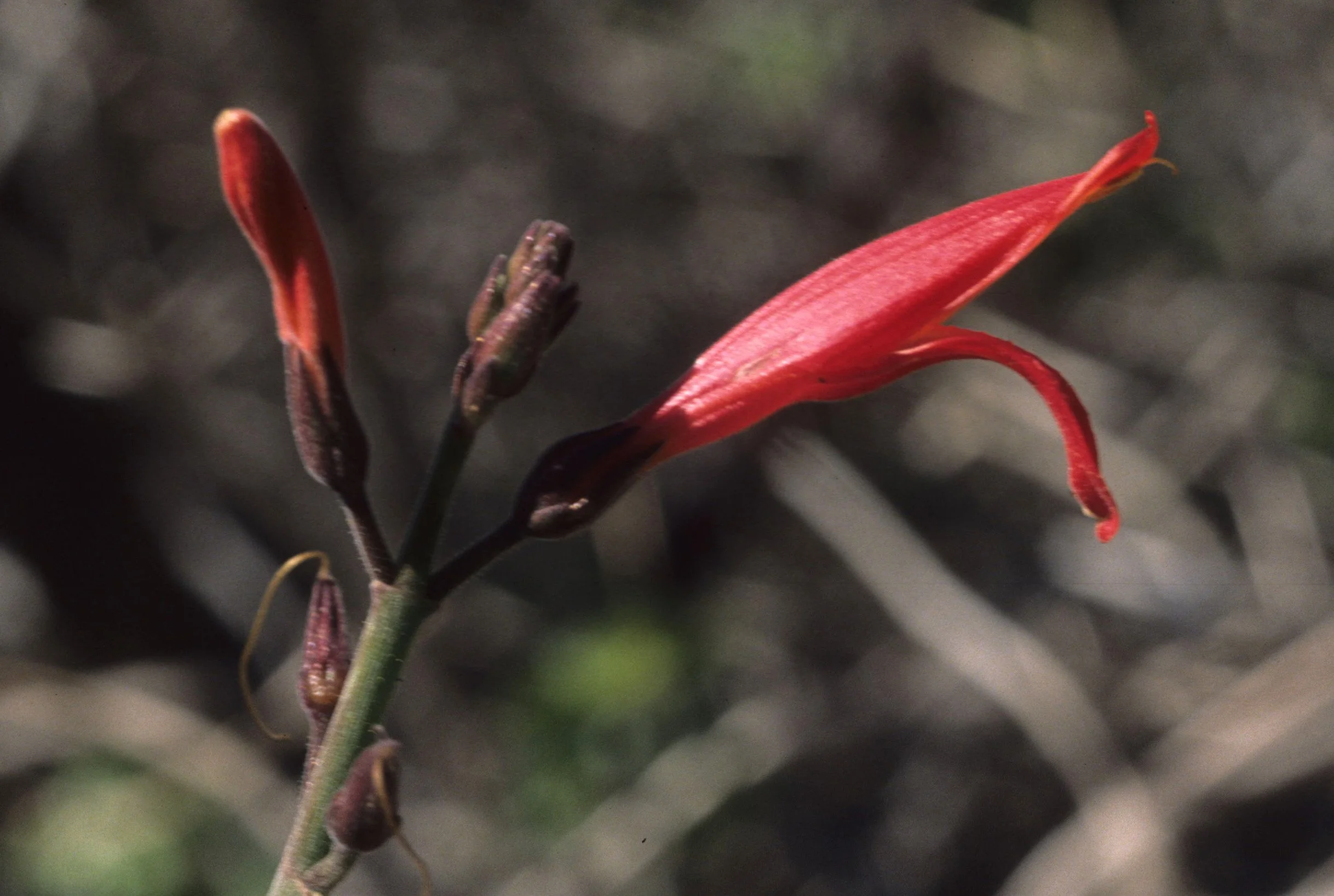 ANZA BORREGO - ACANTHACEAE - BELOPERONE CALIFORNICA - CUPAROSA.jpg