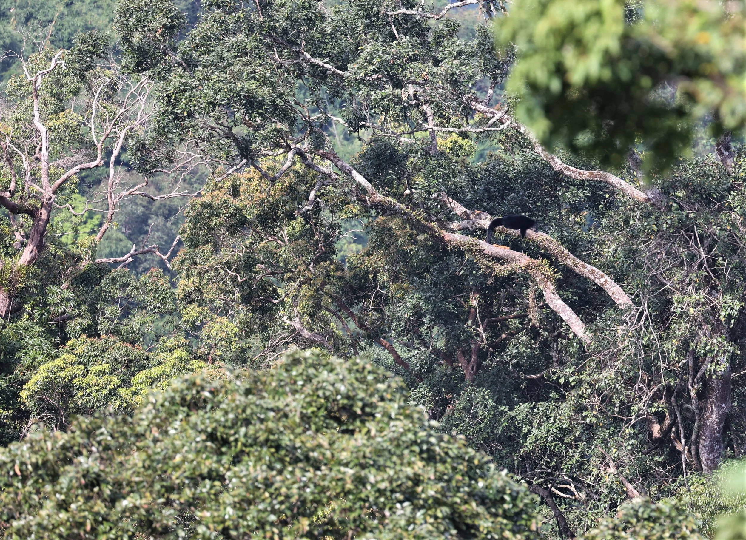 Arctictis binturong gairdneri - SIAMESE BINTURONG - KAENG KRACHAN PHANOEN THUNG 26 NOV 2021 (3).jpg