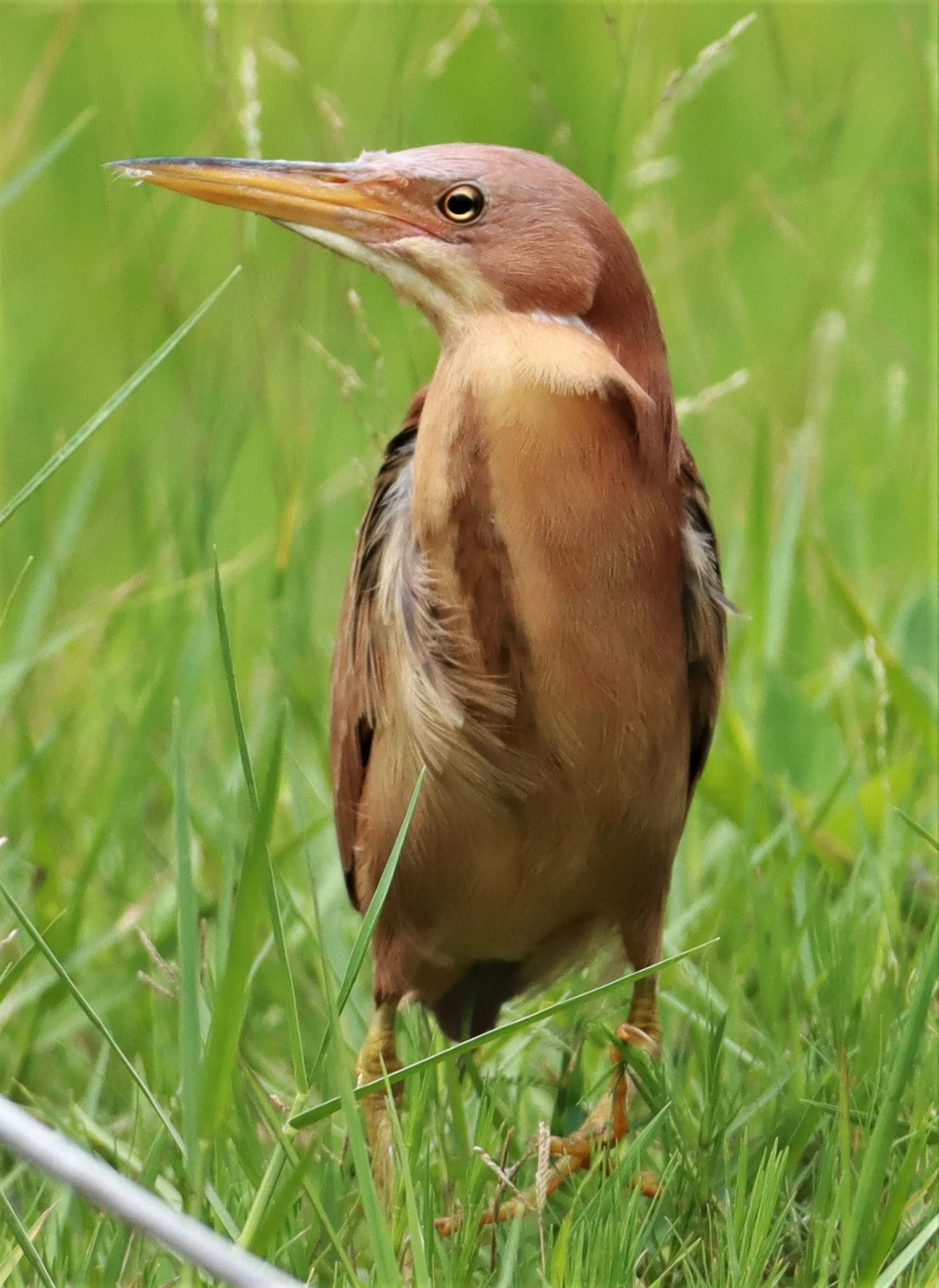 BITTERN - CINNAMON BITTERN (CHESTNUT BITTERN) - Ixobrychus cinnamomeus - BURIRAM HUAI CHORAKHE MAK (73).jpg