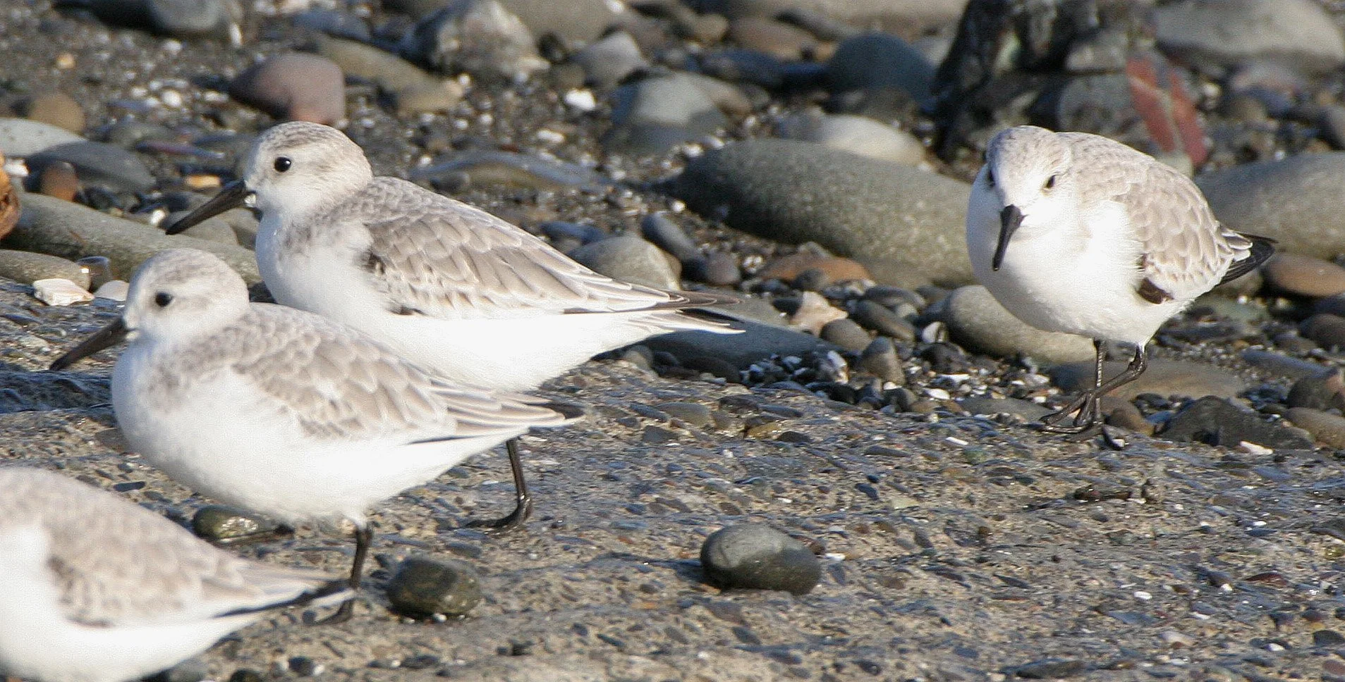 BIRD - SANDERLINGS - EDIZ HOOK PA HARBOR (8).jpg