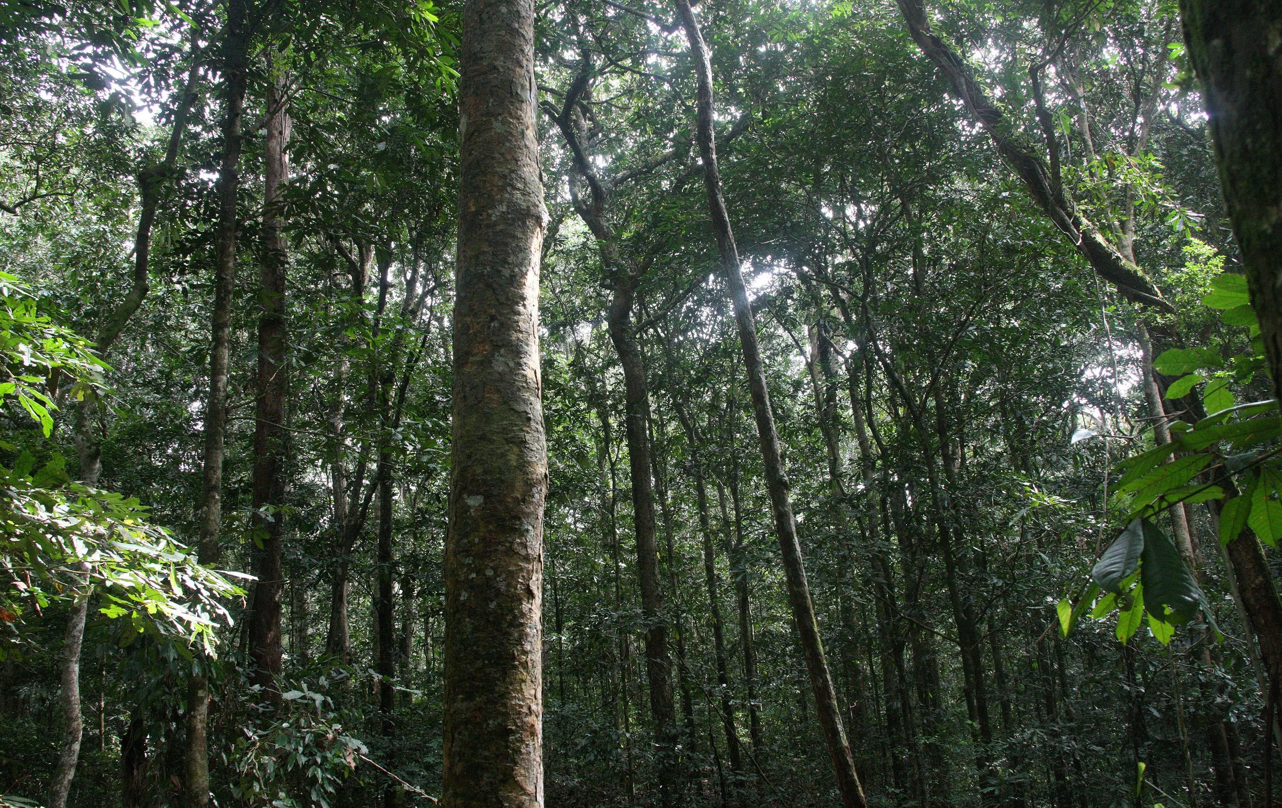 DZANGA NDOKI NATIONAL PARK CENTRAL AFRICAN REPUBLIC (36).JPG