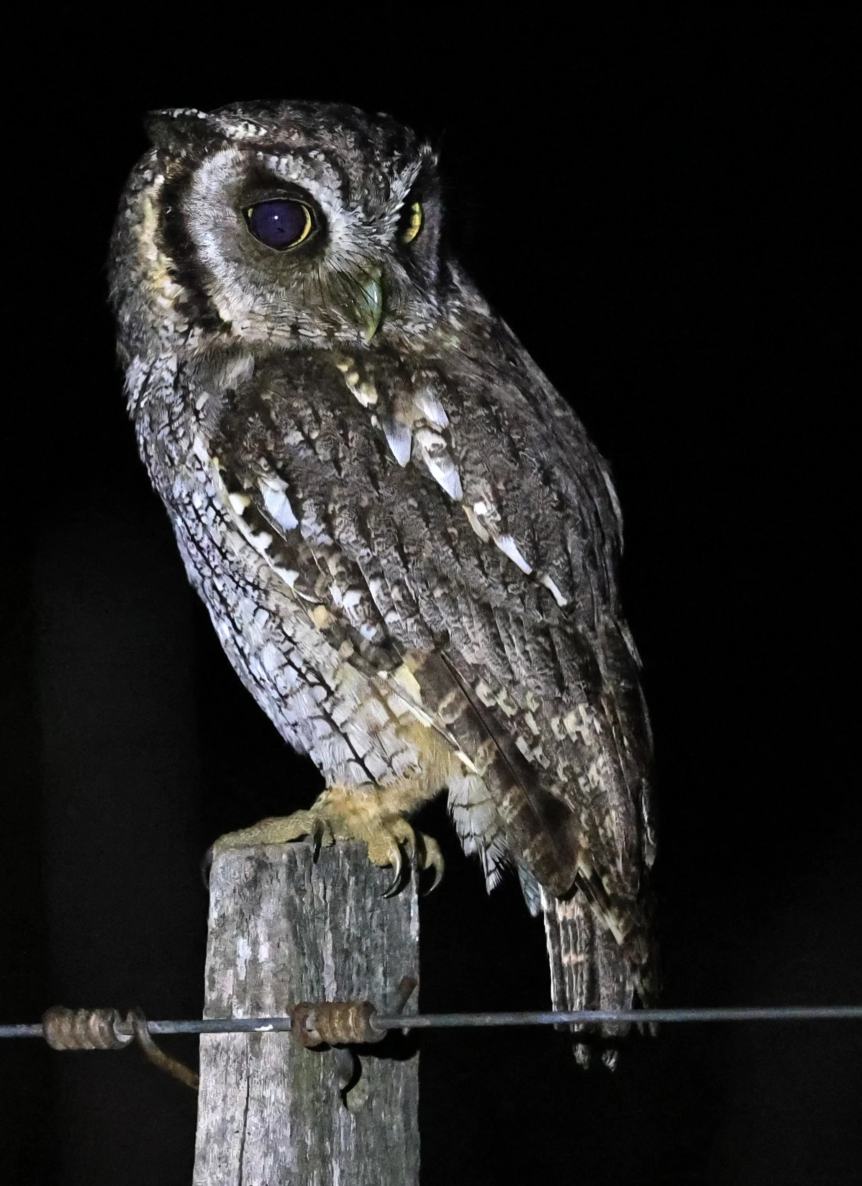 Tropical Screech-Owl (Megascops choliba) Hotel Campestre Iparoma Paraguay (37).jpg