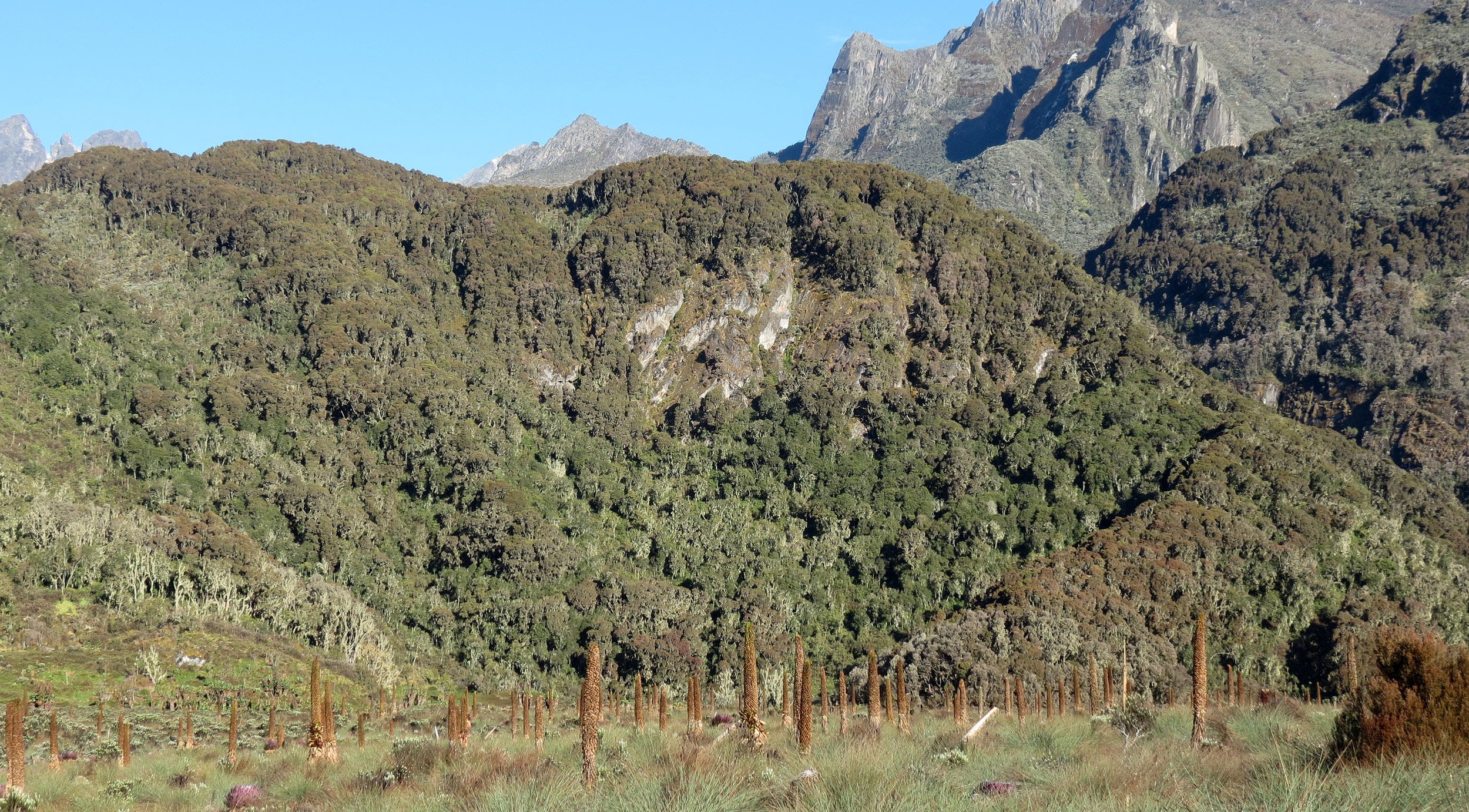 RWENZORI NATIONAL PARK UGANDA (260).JPG