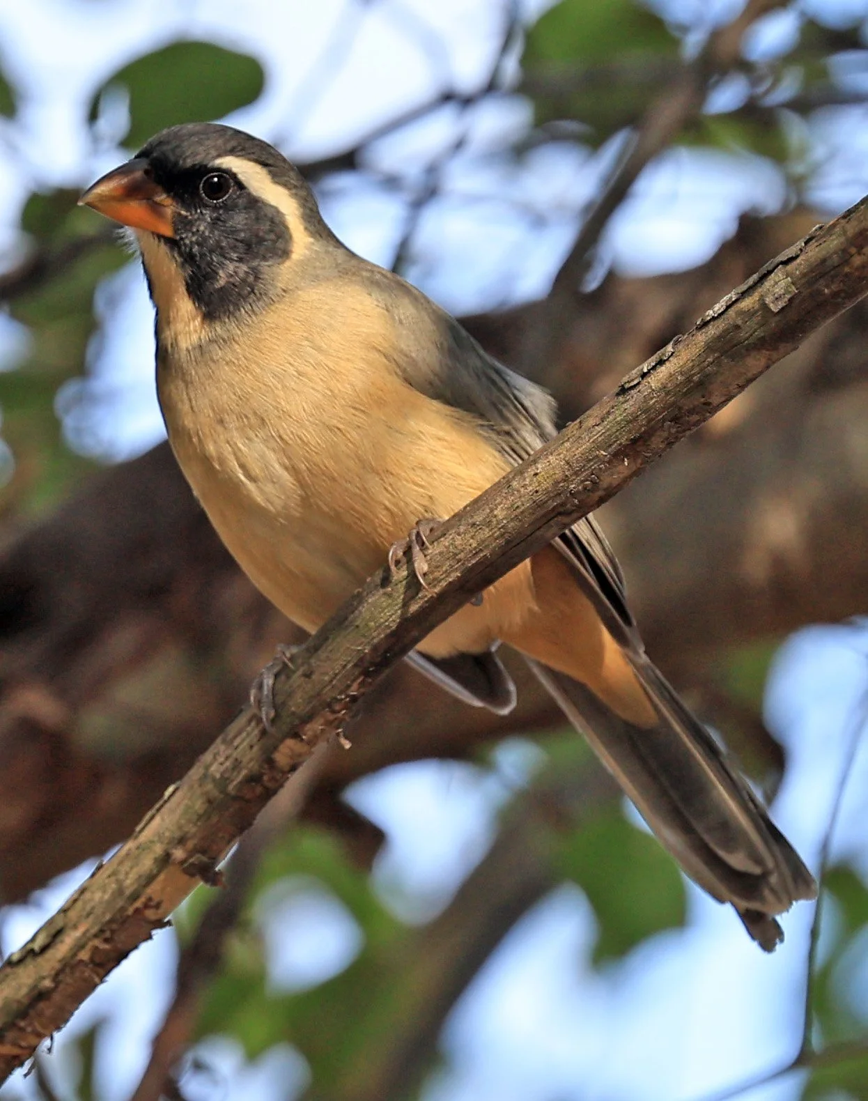 Golden-billed Saltator (Saltator aurantiirostris) Aurora Chaquena Reserve, Neuland Mennonite Colony Paraguay (2).jpg