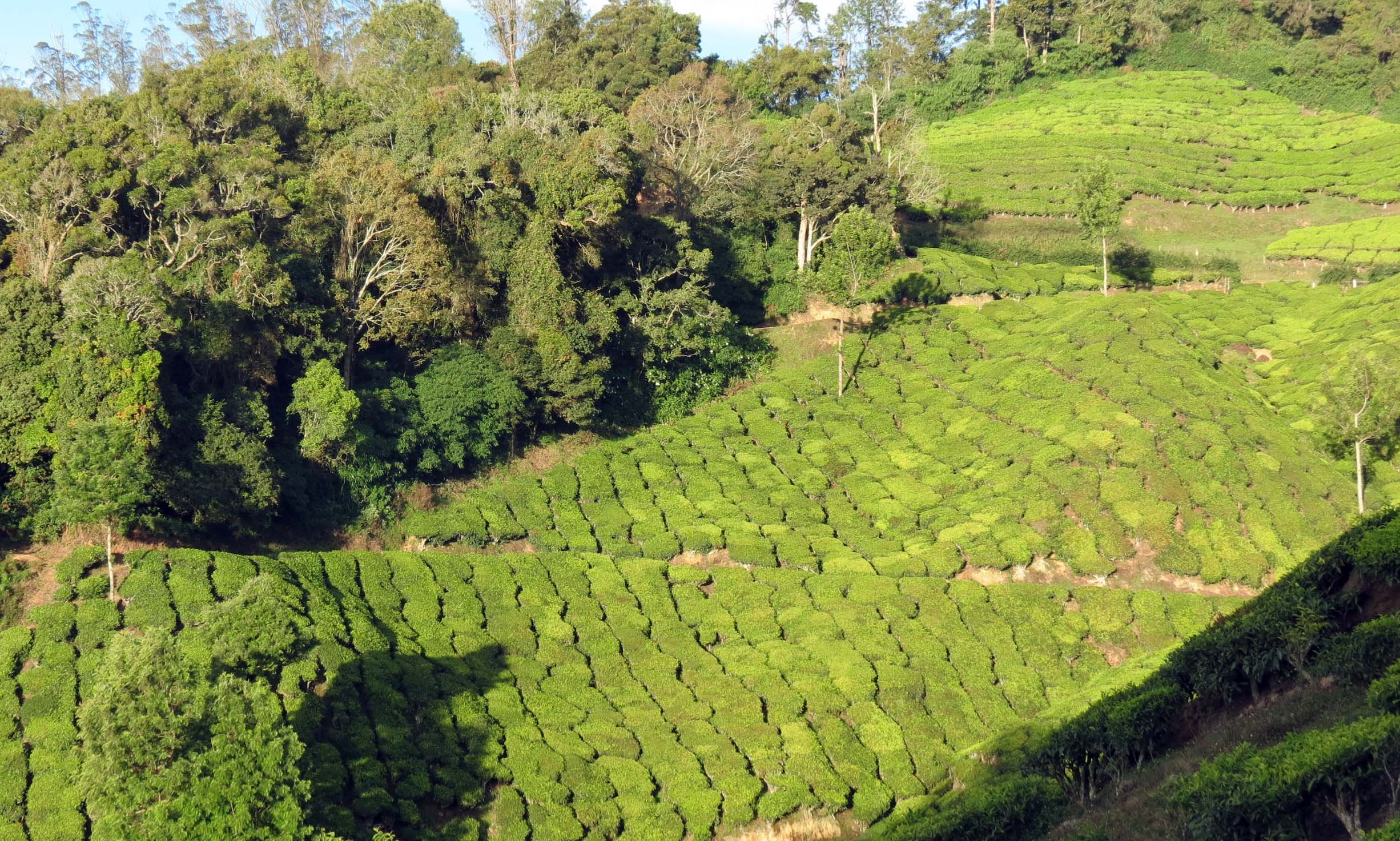Eravikulam National Park