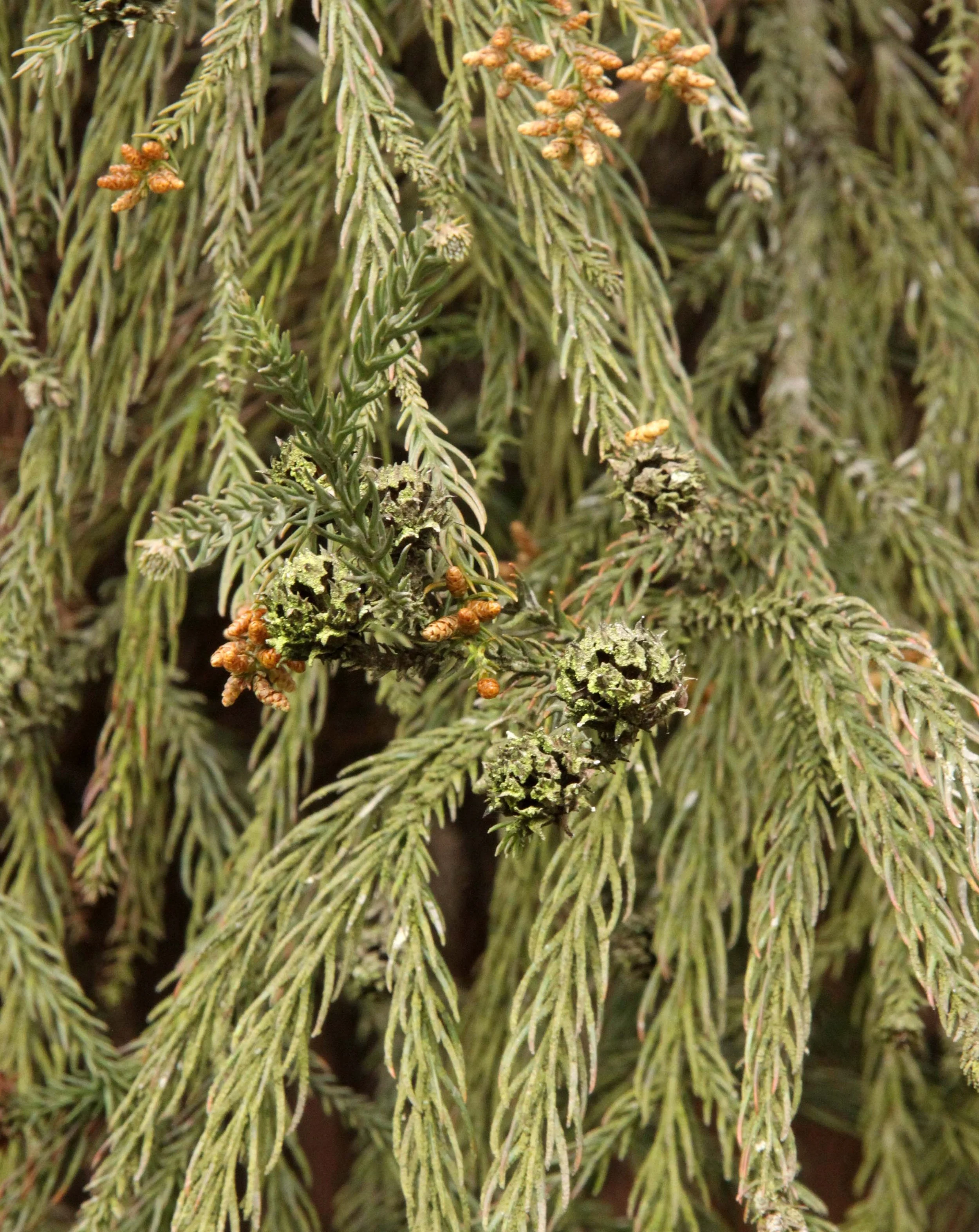 WAWU SHAN GEOPARK - SICHUAN CHINA (42).JPG