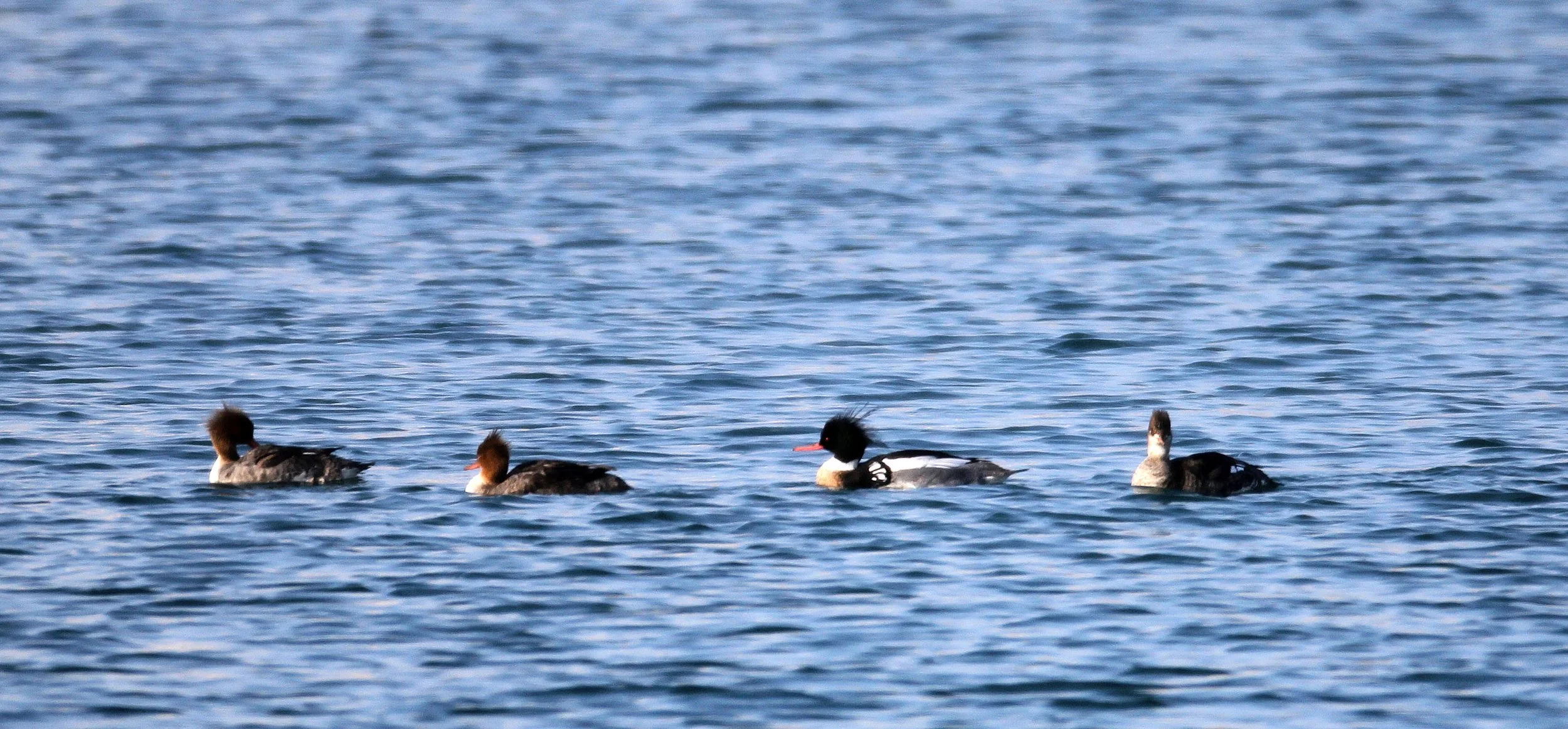MERGANSER - RED-BREASTED MERGANSER - Mergus serrator - HANASAKI HARBOR, NEMURO PENINSULA, HOKKAIDO (1).JPG